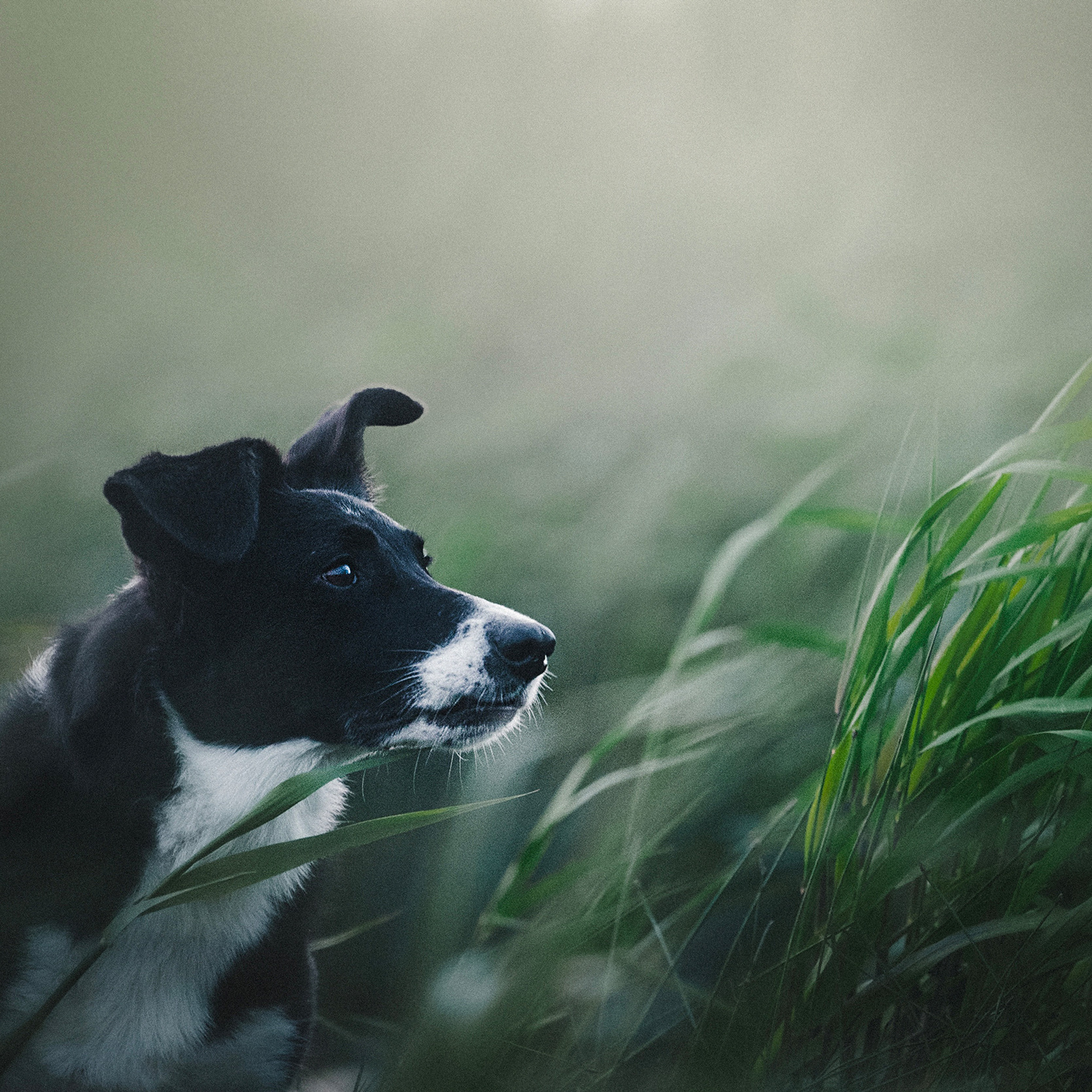 Янки, Румпель, Лось, Токи, Мако