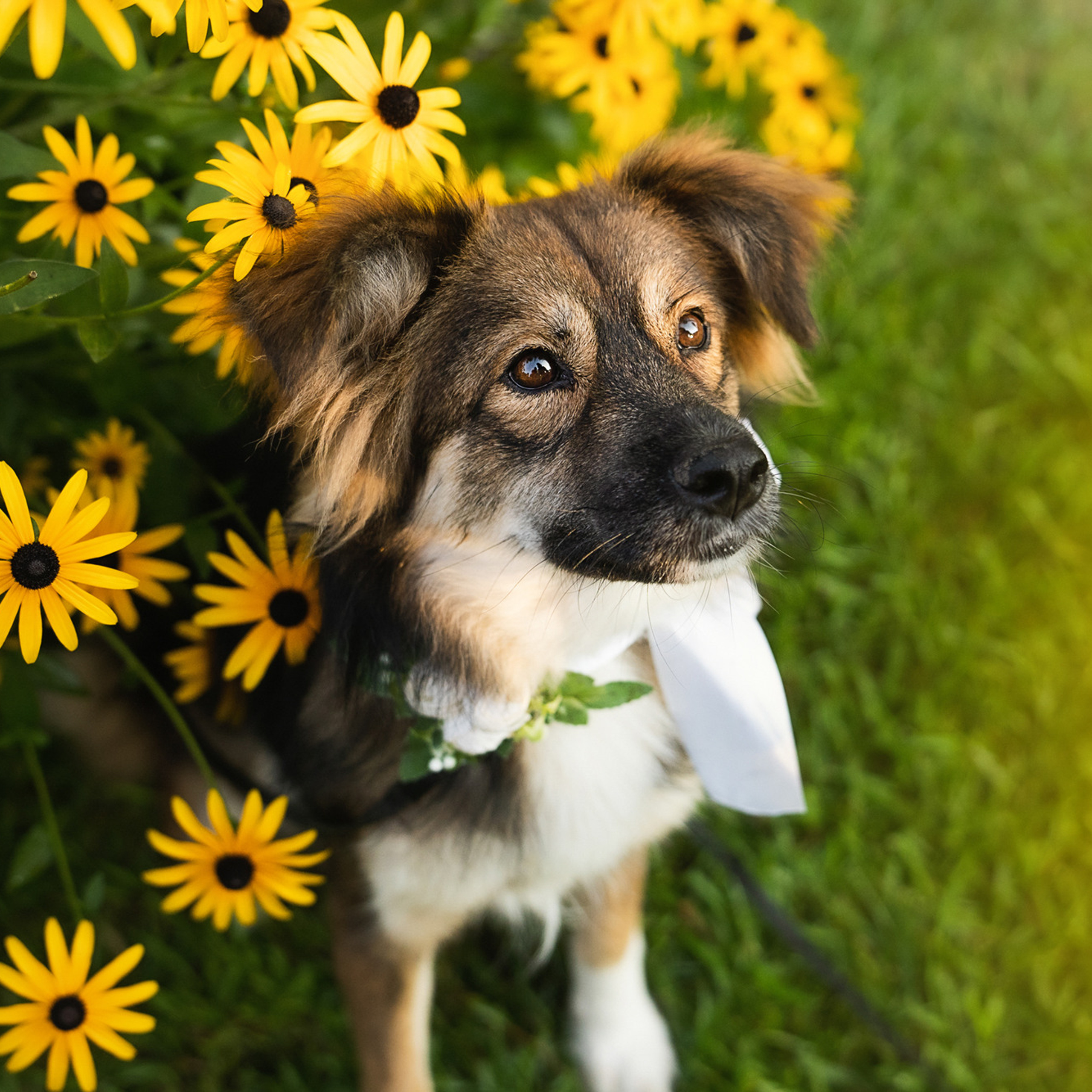 Собакам ищут дом