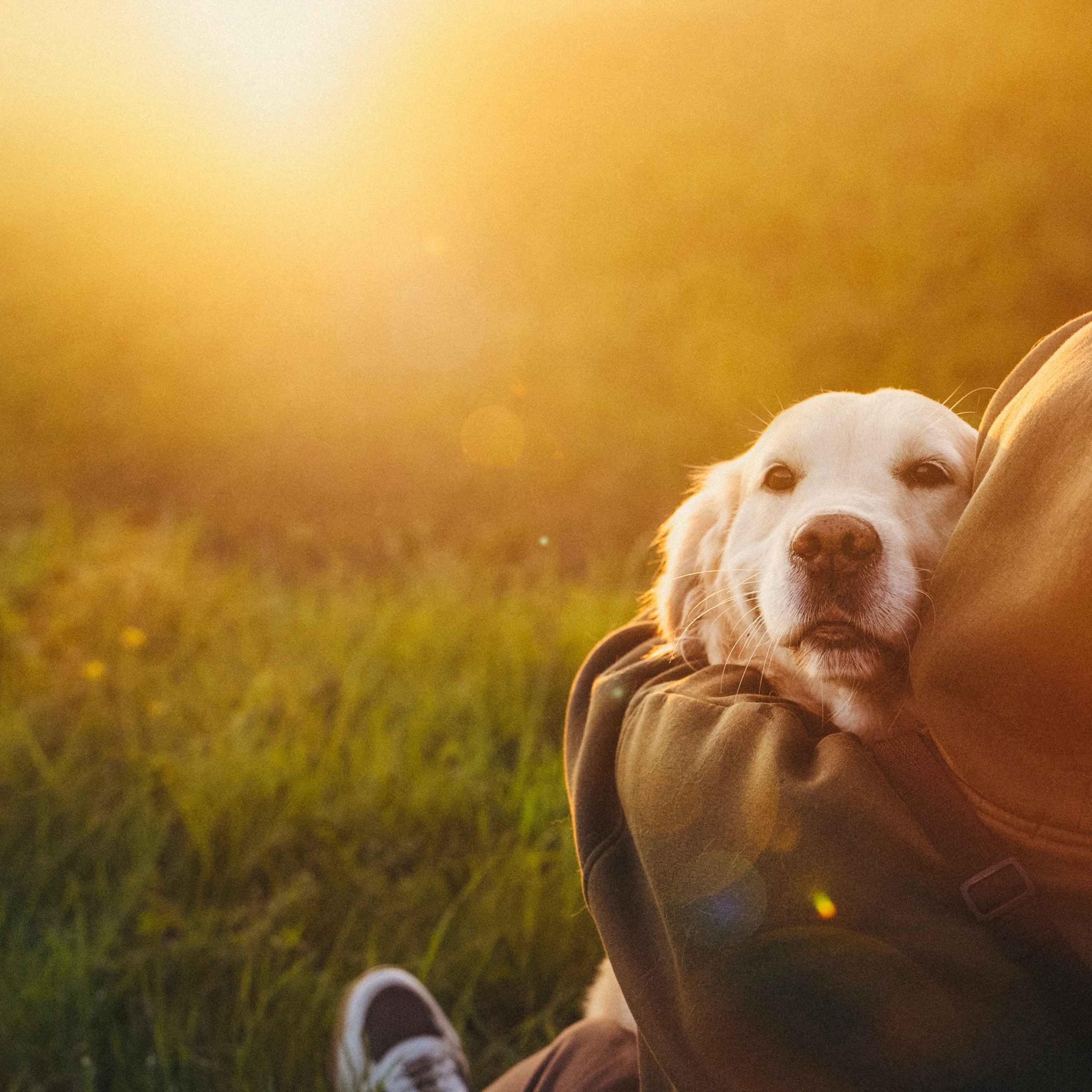 Отзывы. Фотограф анималист в Москве и Санкт-Петербурге Свиридова Анна