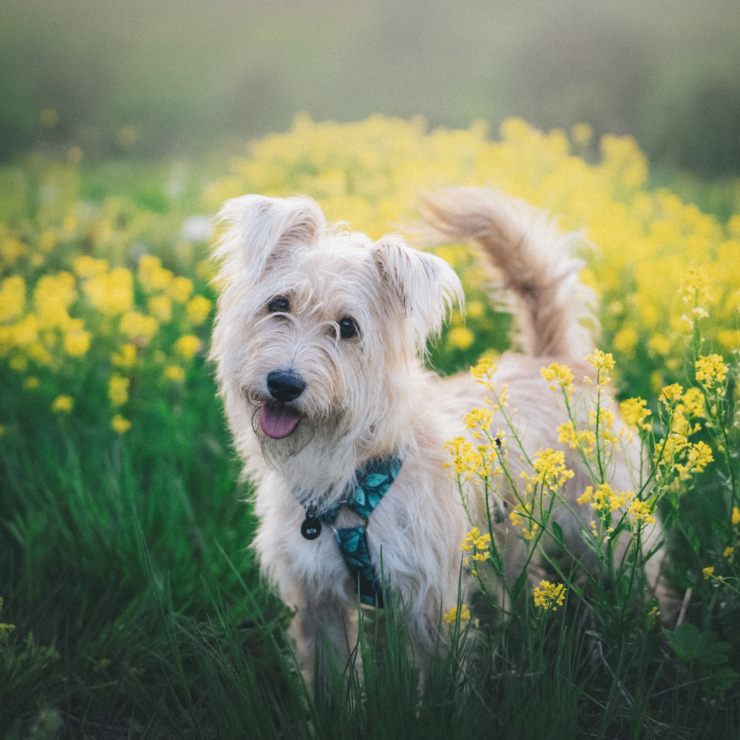 Отзывы. Фотограф анималист в Москве и Санкт-Петербурге Свиридова Анна