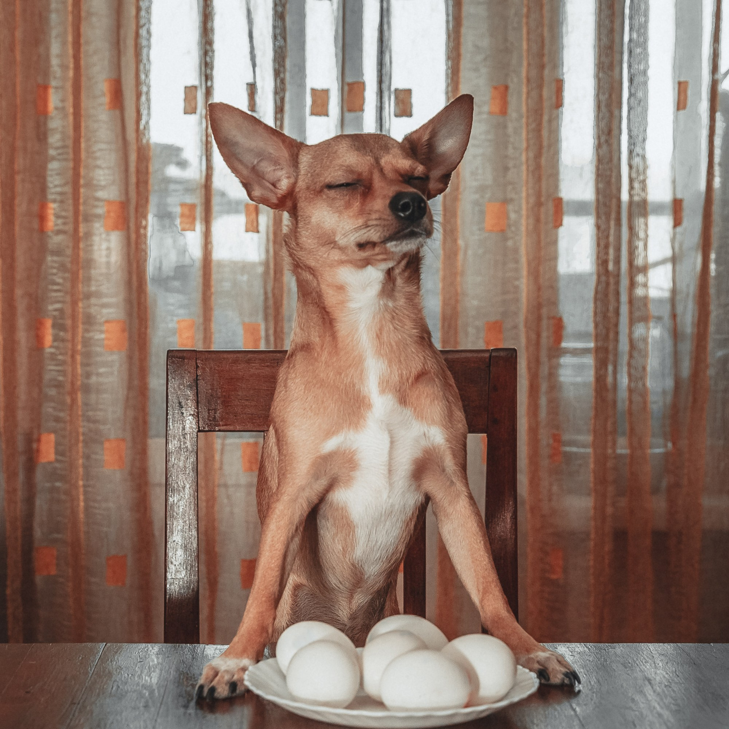 Animals and pets