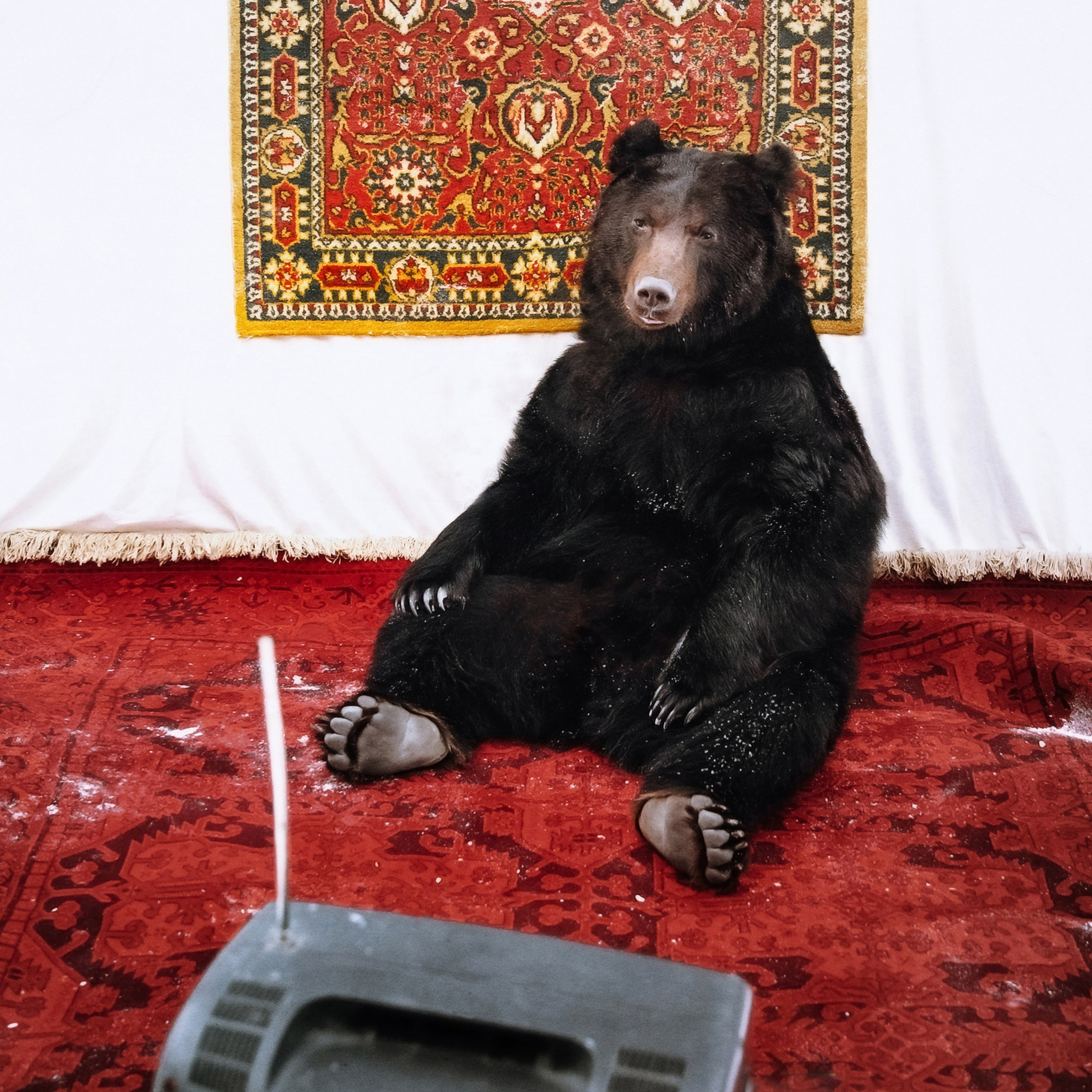 Медвежьи истории / Bearish stories