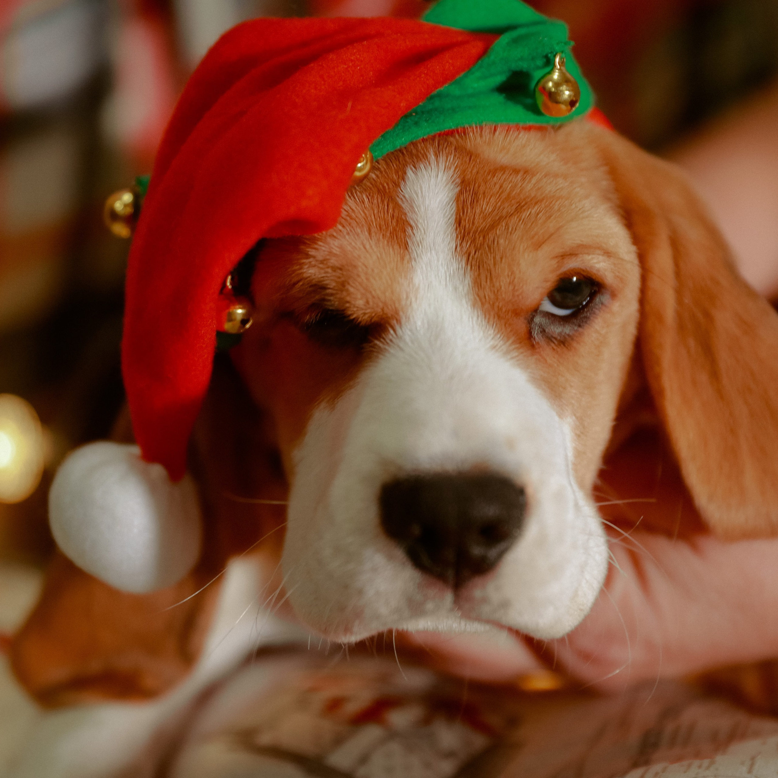 Отзывы. Семейный, портретный и свадебный фотограф в Липецке Эльвира Алигри