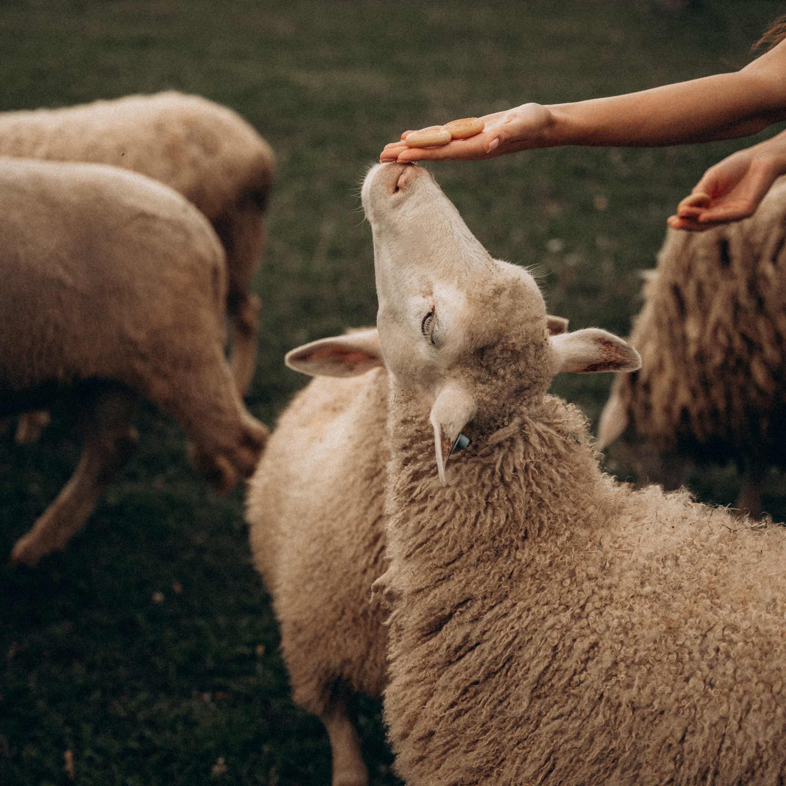 Виктория, Саша и Артемий