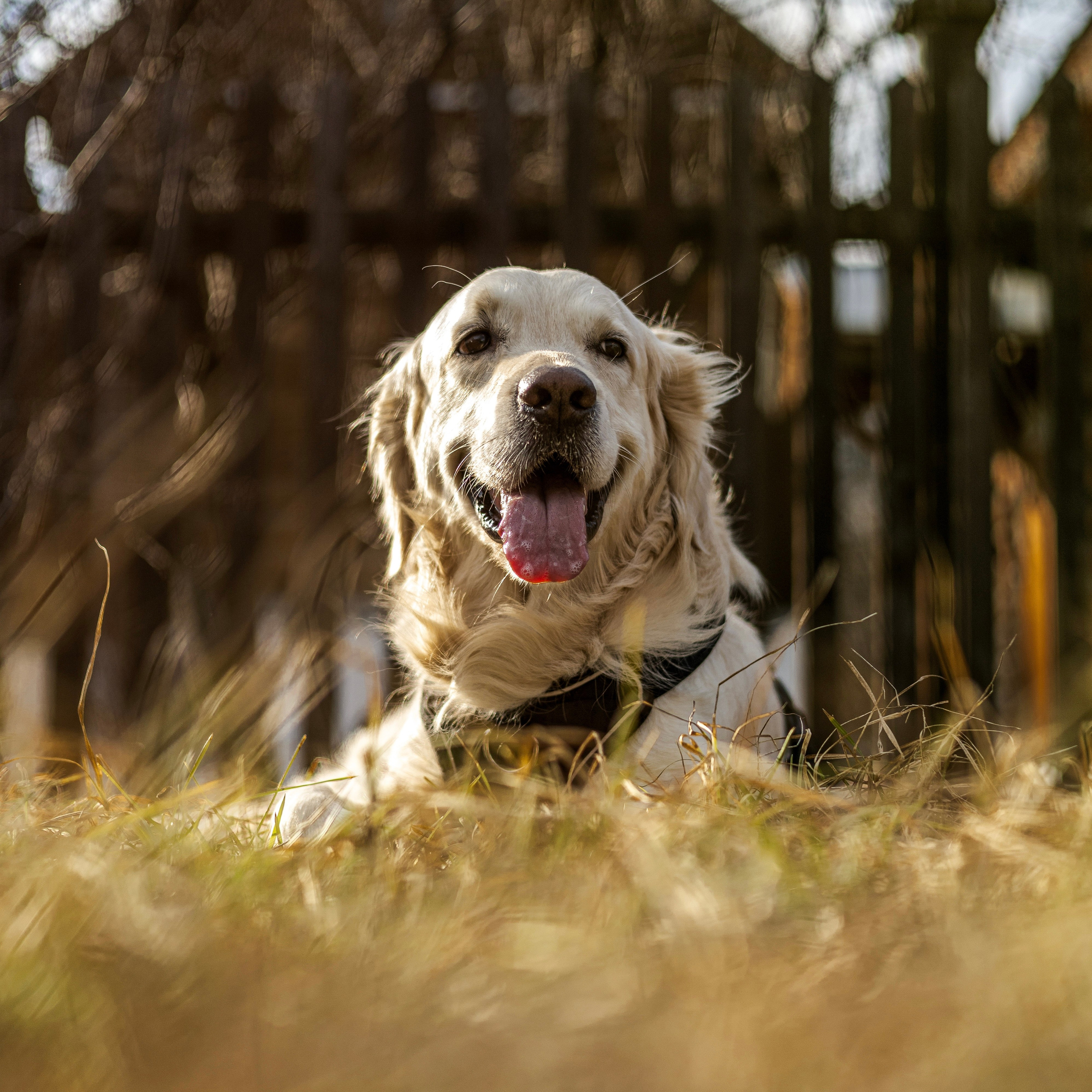 Отзывы. Фотограф-анималист Ксения Шевцова|Москва