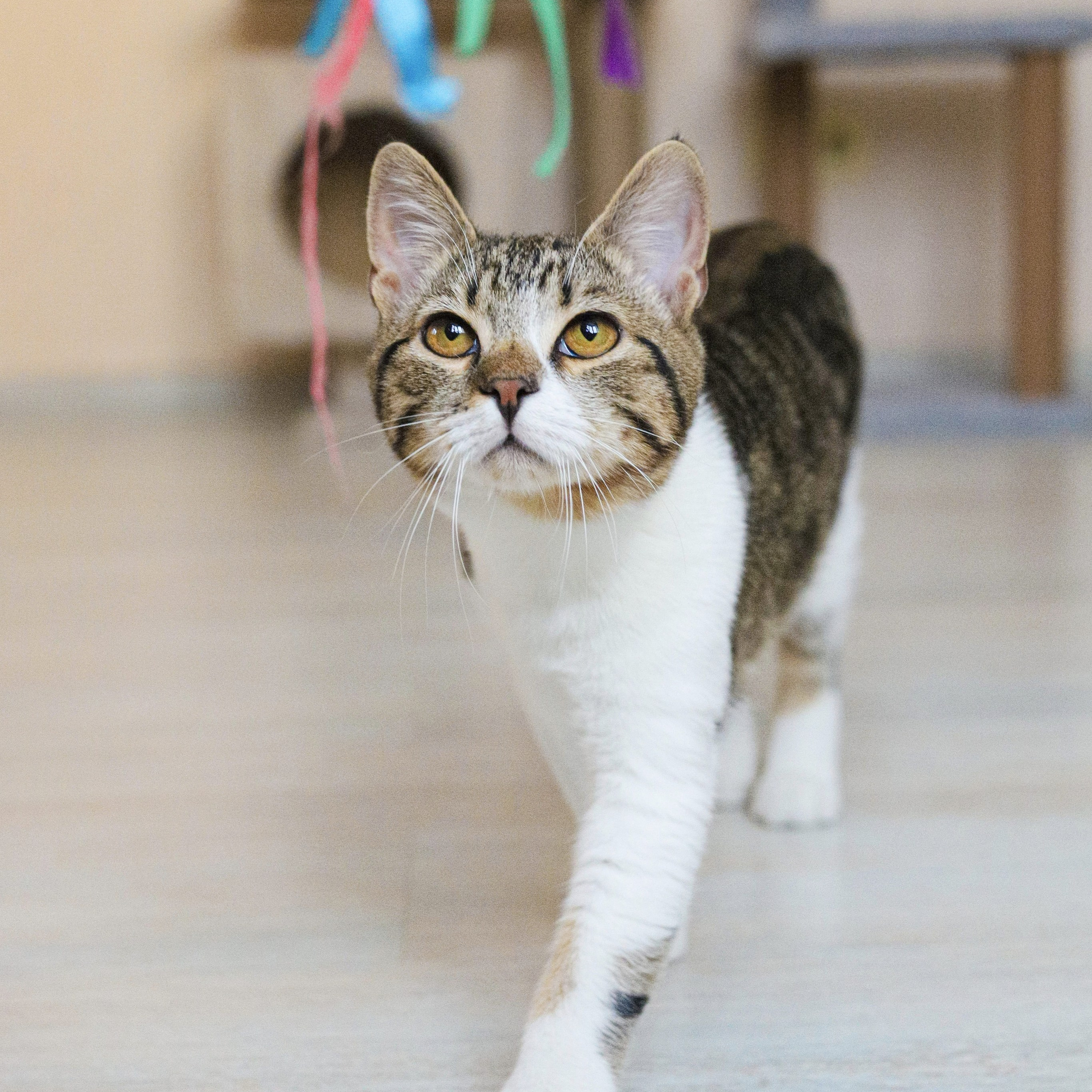 Отзывы. Фотограф-анималист Ксения Шевцова|Москва