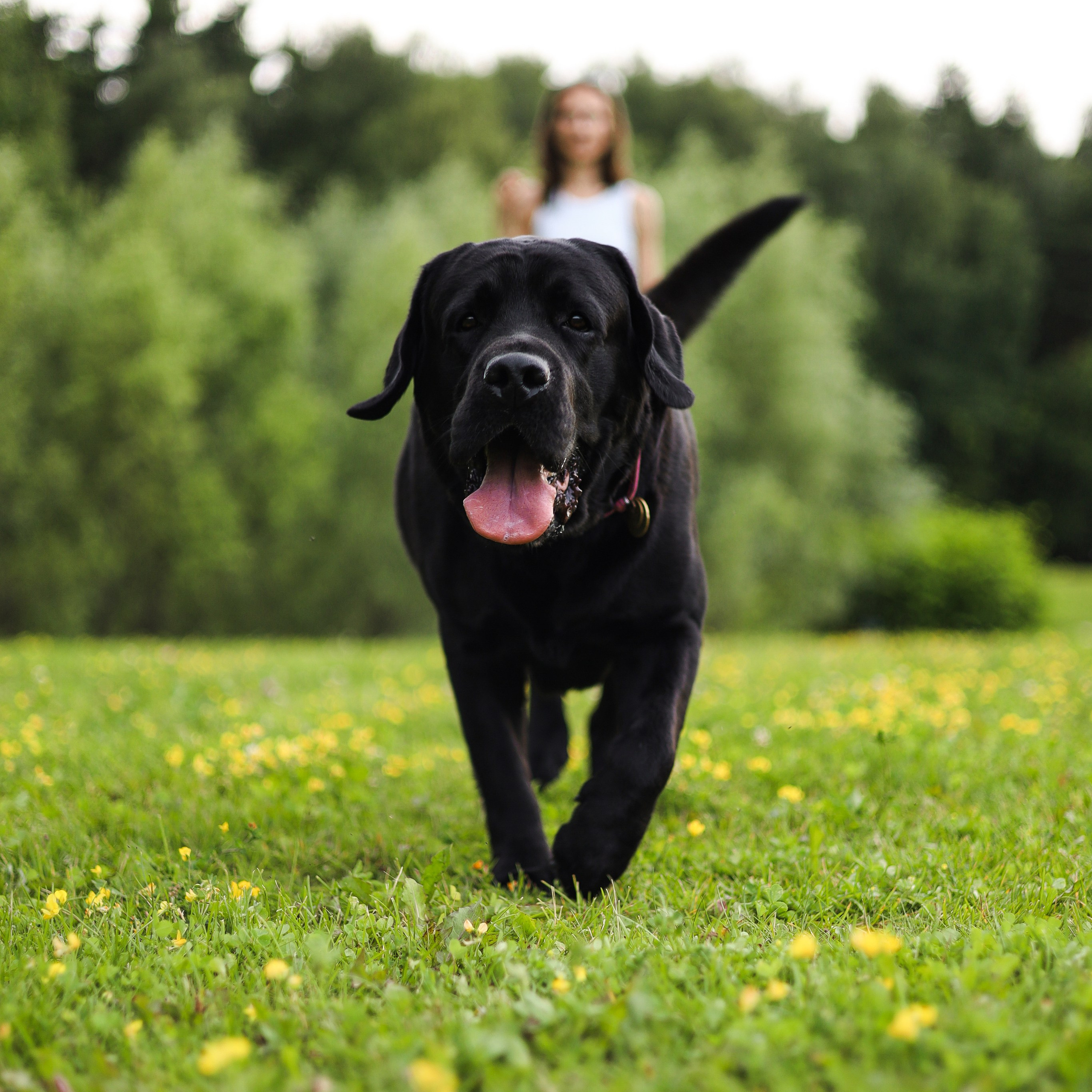 Отзывы. Фотограф-анималист Ксения Шевцова|Москва