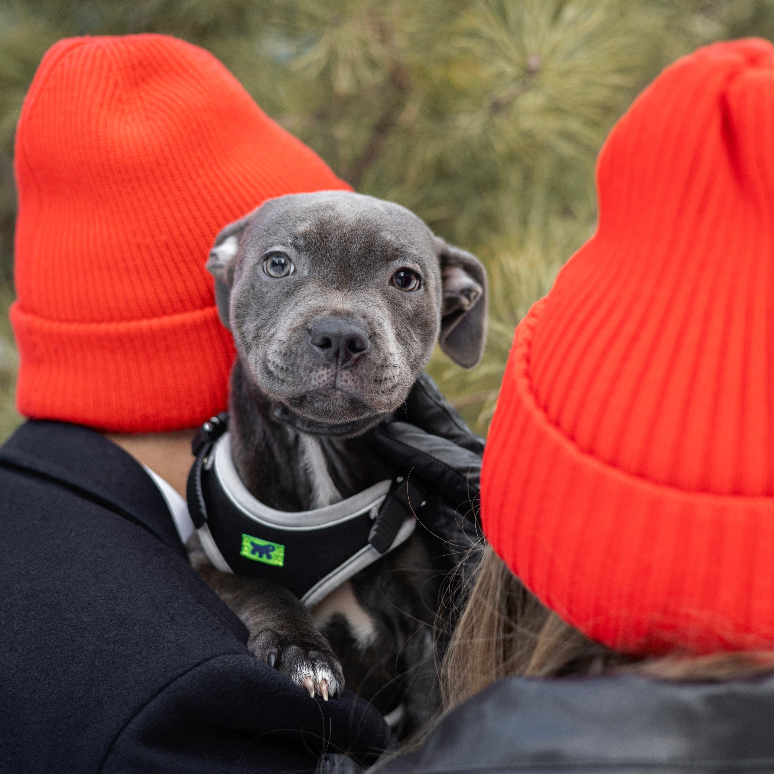 Отзывы. Фотограф-анималист Ксения Шевцова|Москва
