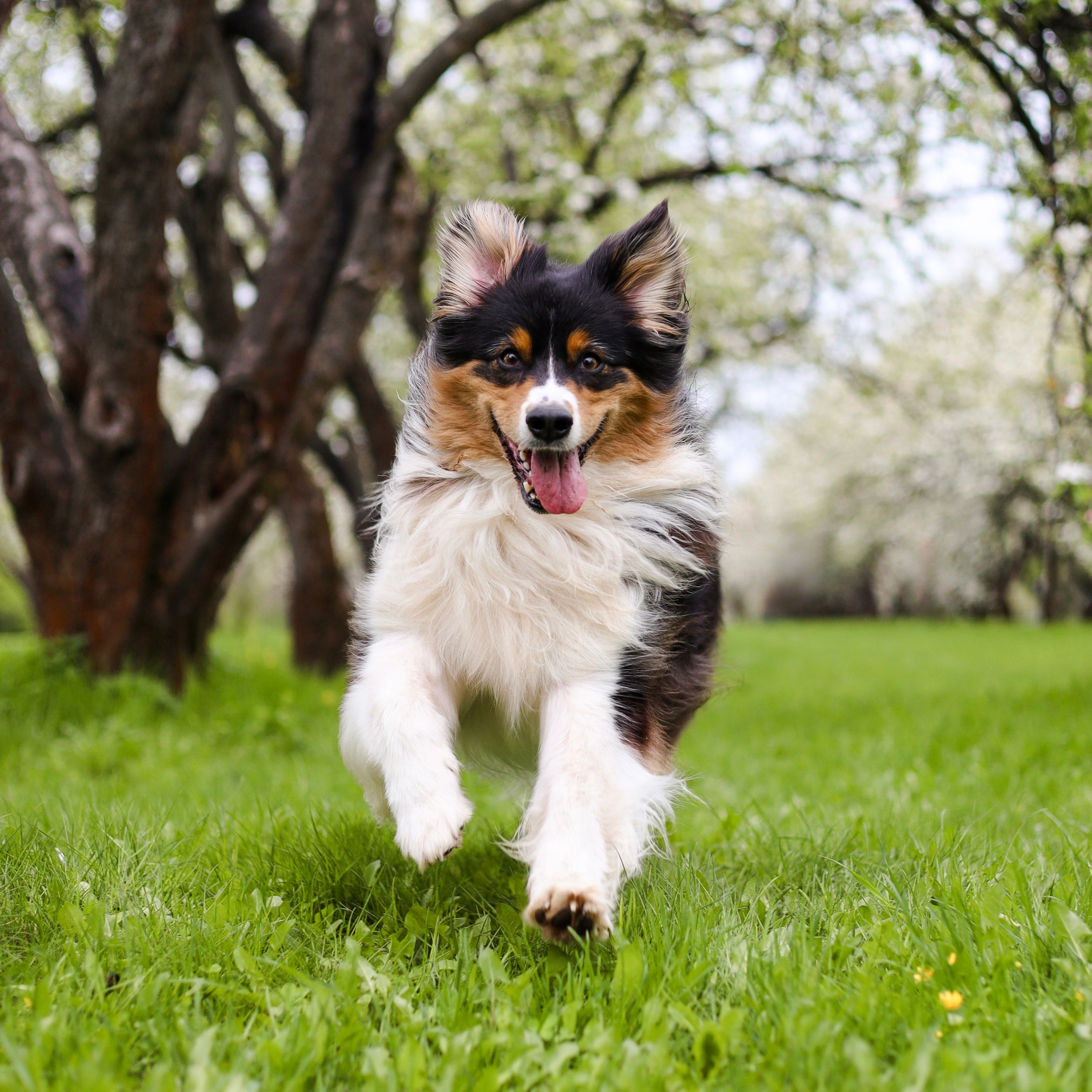 Отзывы. Фотограф-анималист Ксения Шевцова|Москва