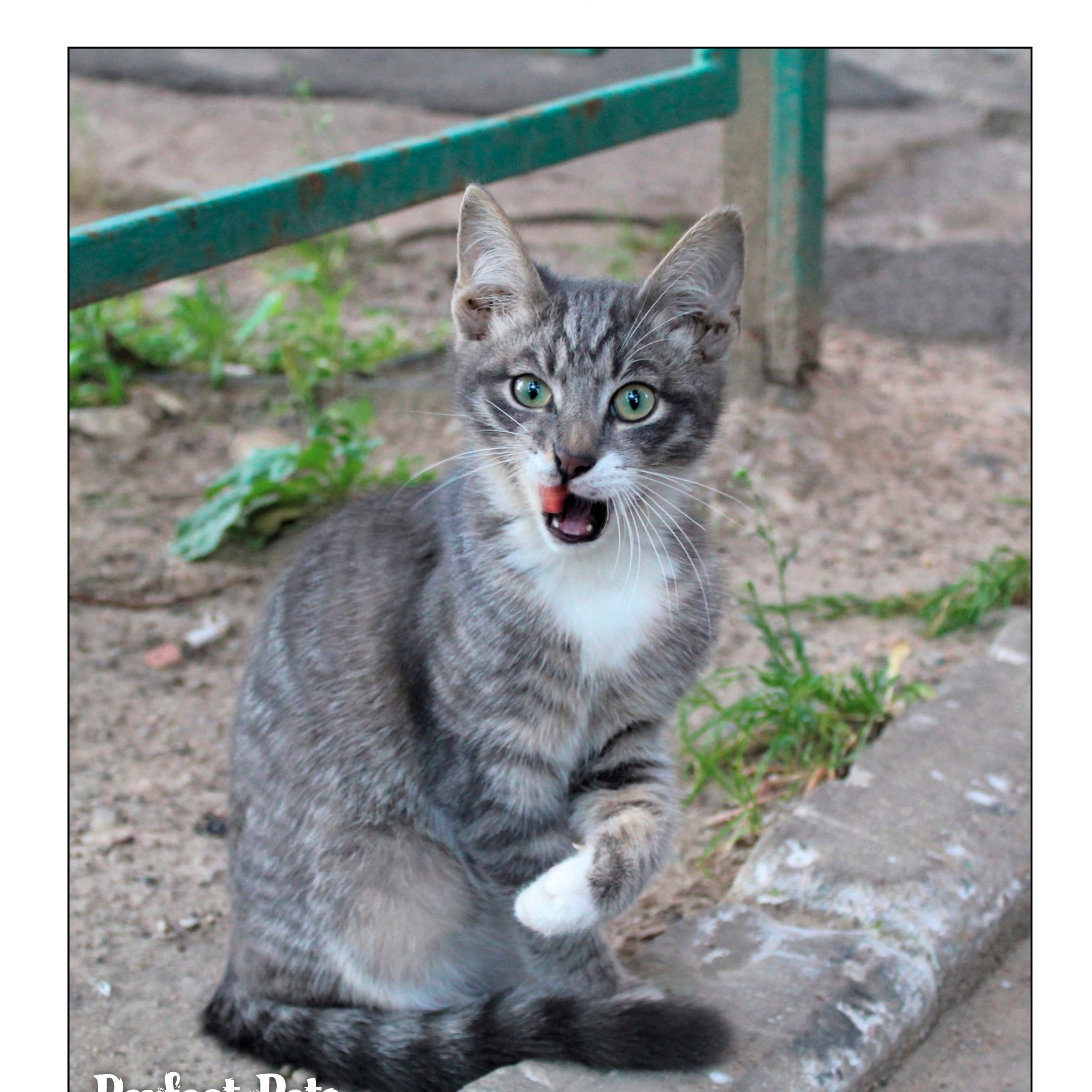 Журнал Perfect pets jan 2025