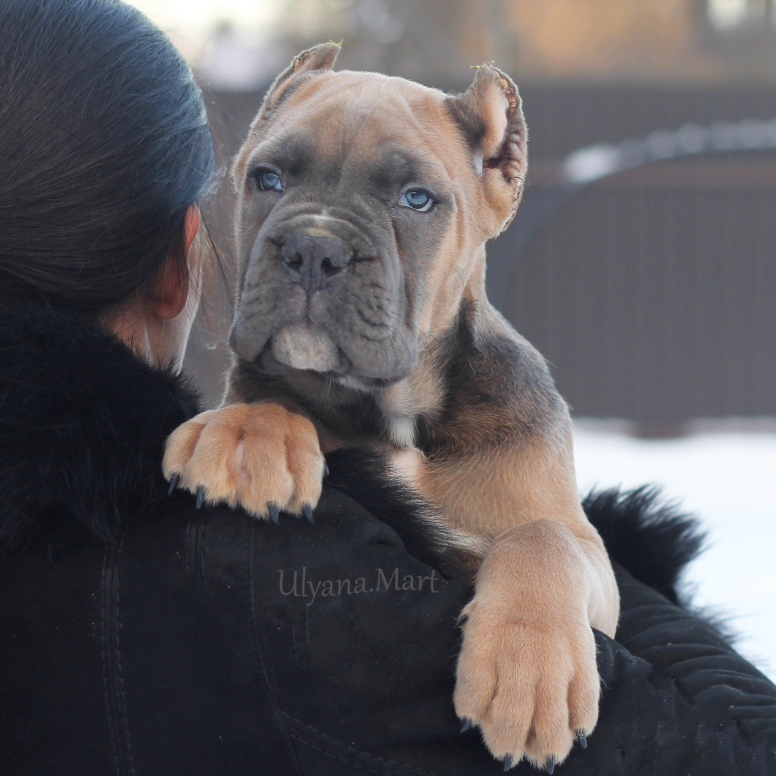 Помет «Ш» дата рождения 26.10.2020. Кане Корсо Лайф, щенки породы Кане Корсо, г. Москва