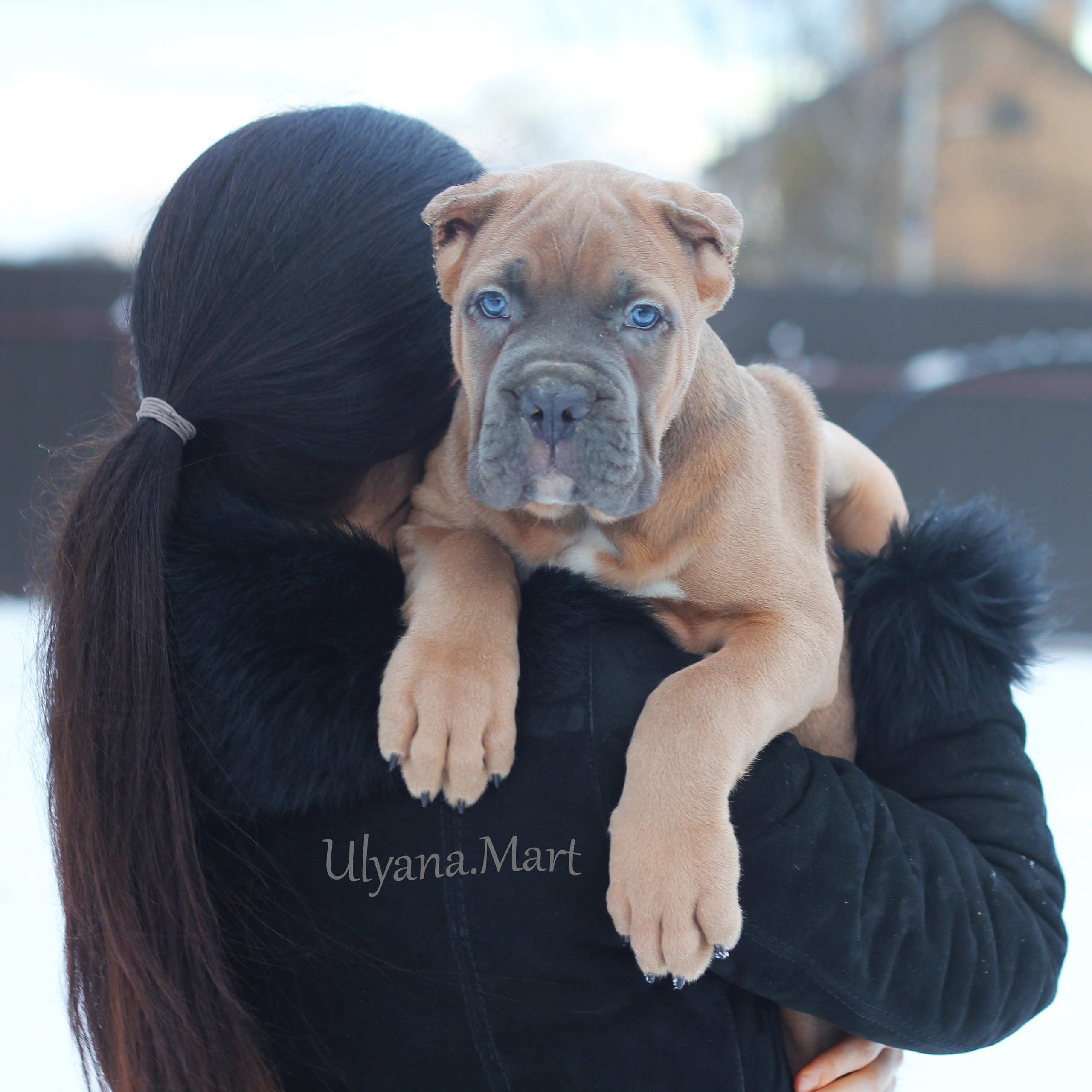 Помет «Ш» дата рождения 26.10.2020. Кане Корсо Лайф, щенки породы Кане Корсо, г. Москва