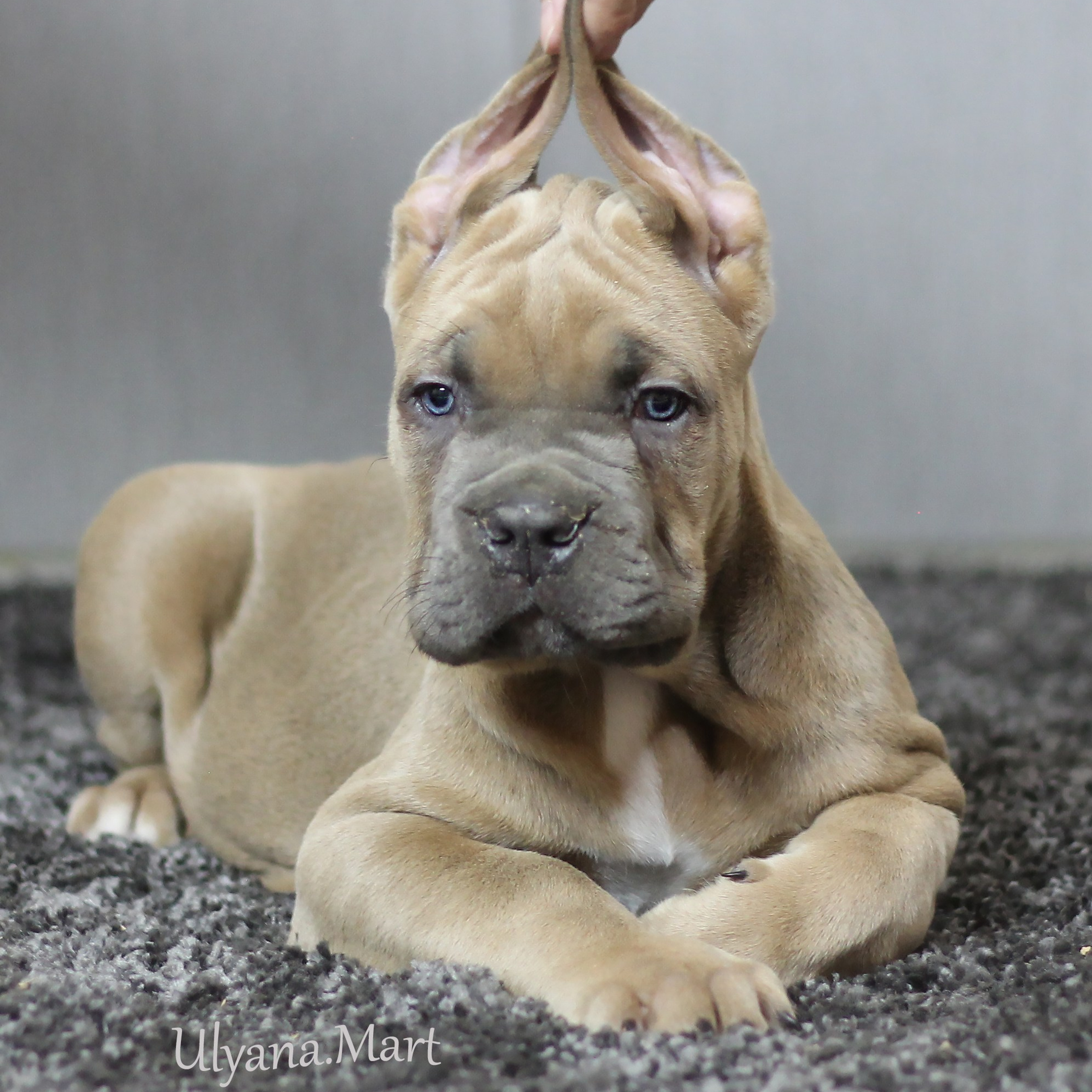 Помет «Ш» дата рождения 26.10.2020. Кане Корсо Лайф, щенки породы Кане Корсо, г. Москва