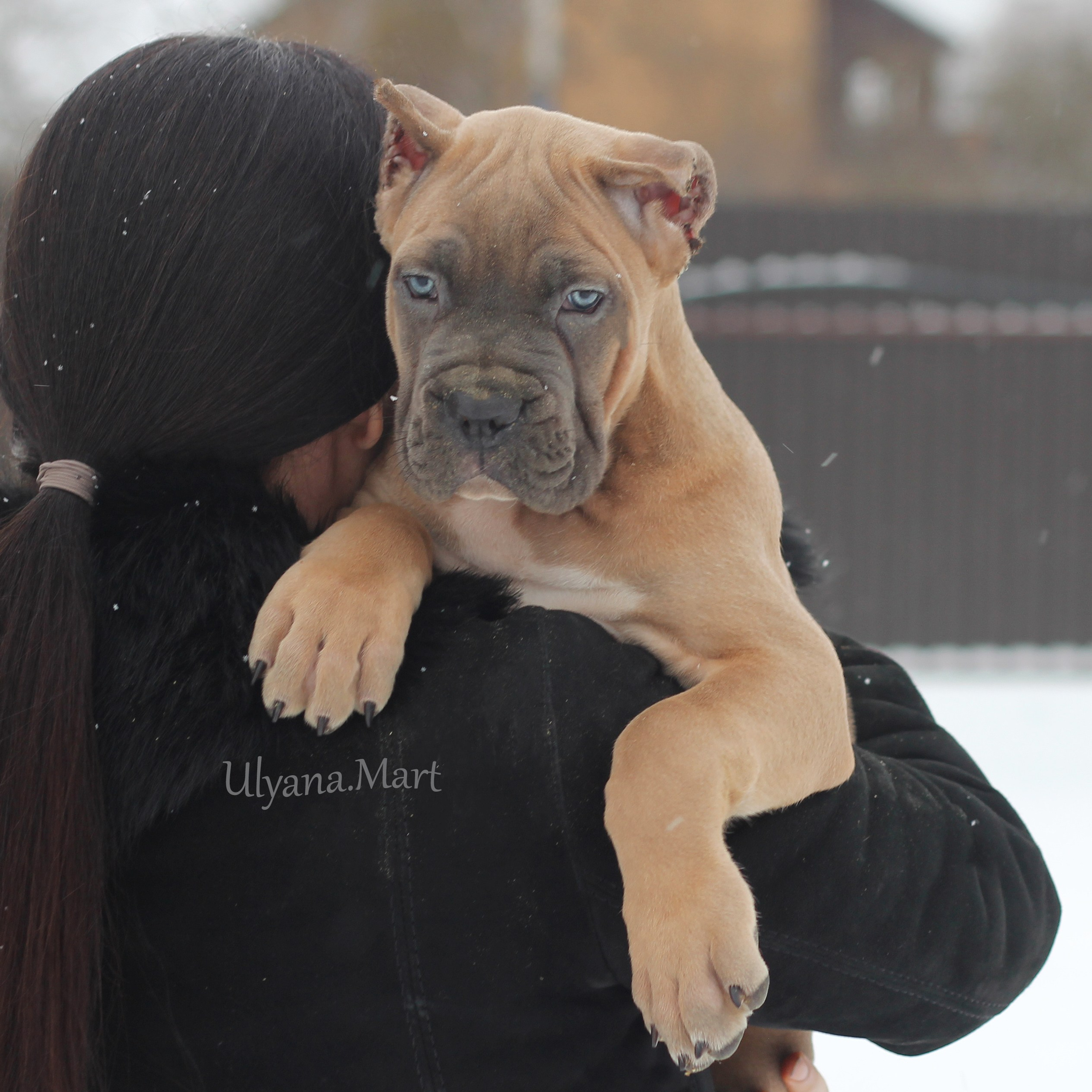 Помет «Ш» дата рождения 26.10.2020. Кане Корсо Лайф, щенки породы Кане Корсо, г. Москва