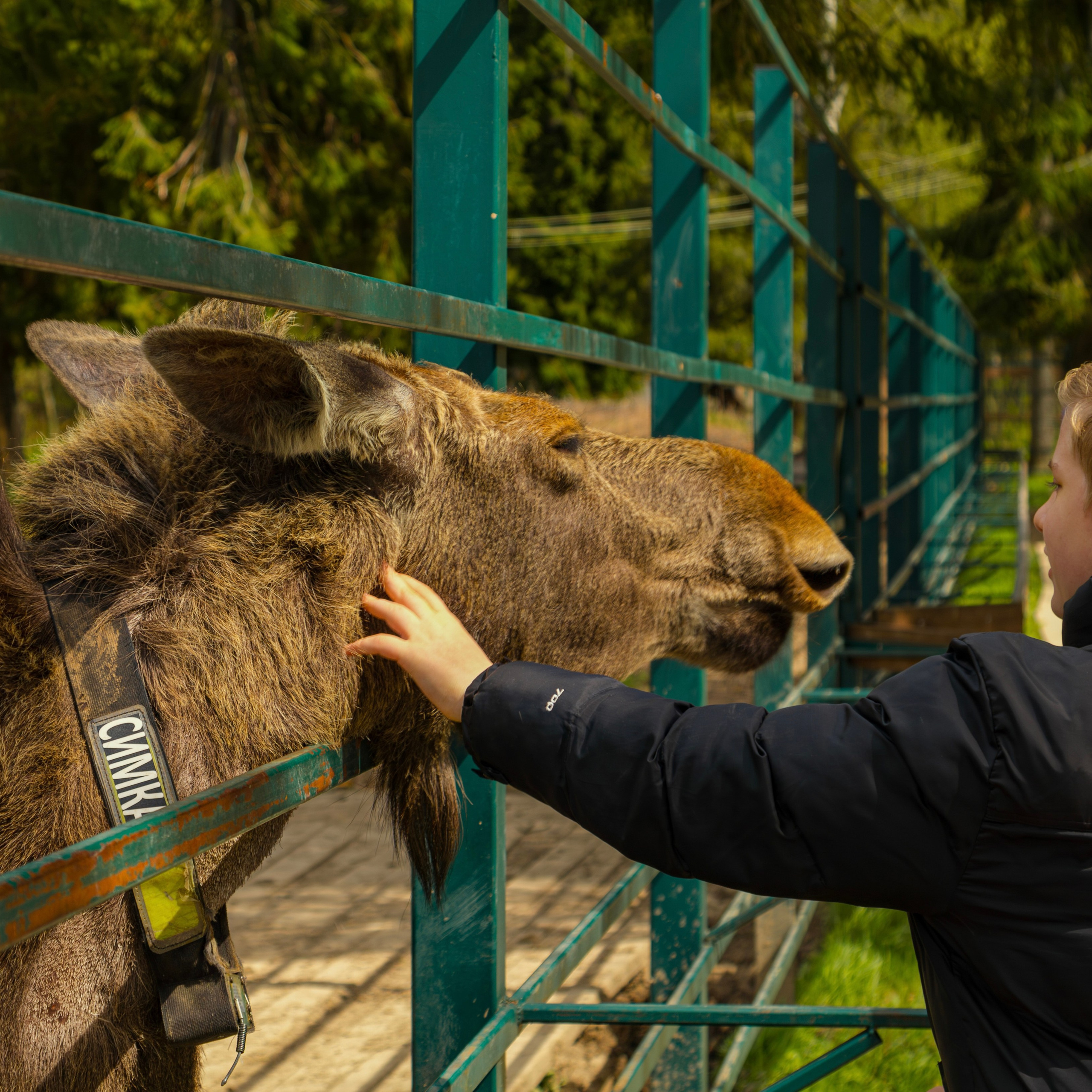 Лосеферма Сумароково