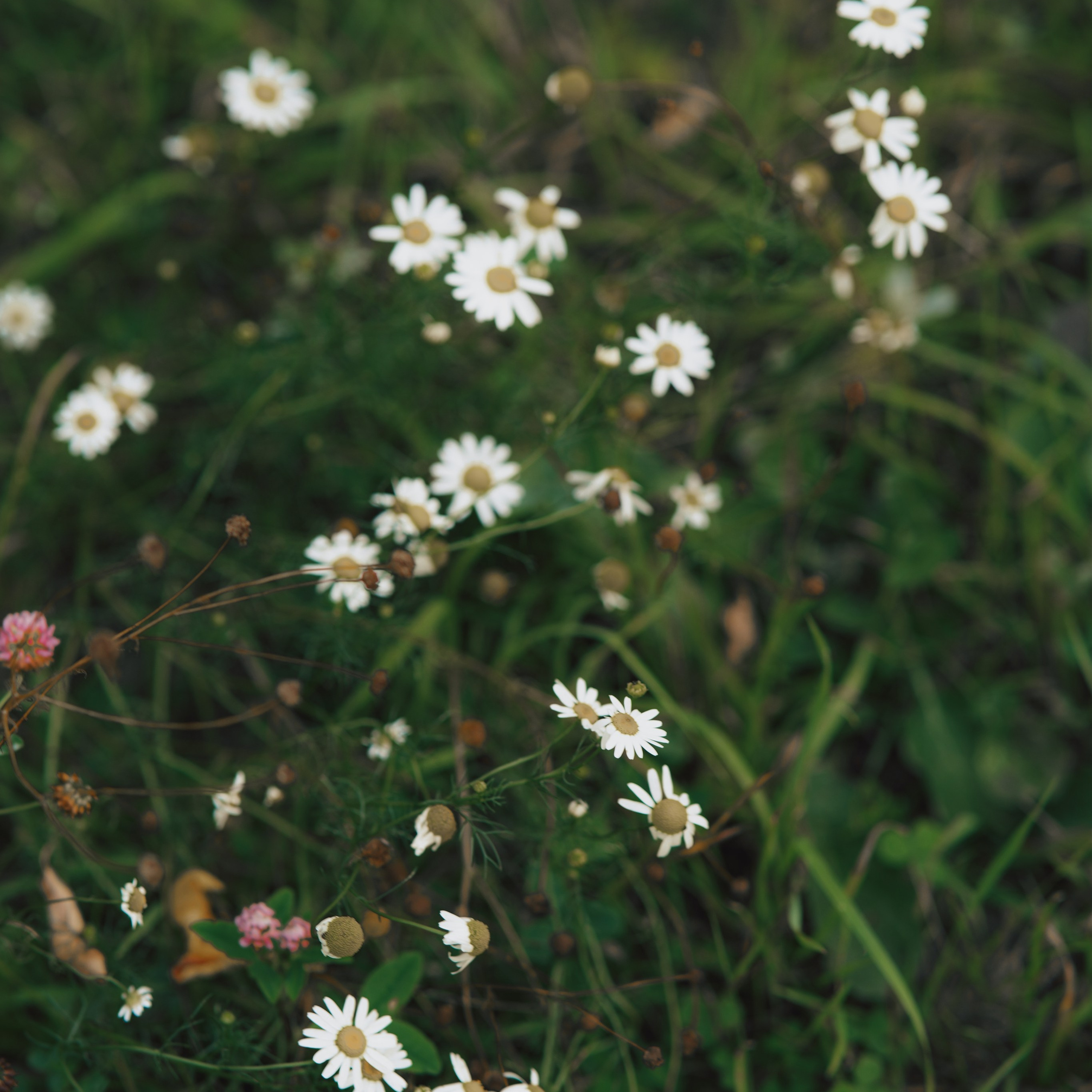 Семейные фотосесии. Фотограф в Воронеже Мария Зайчик