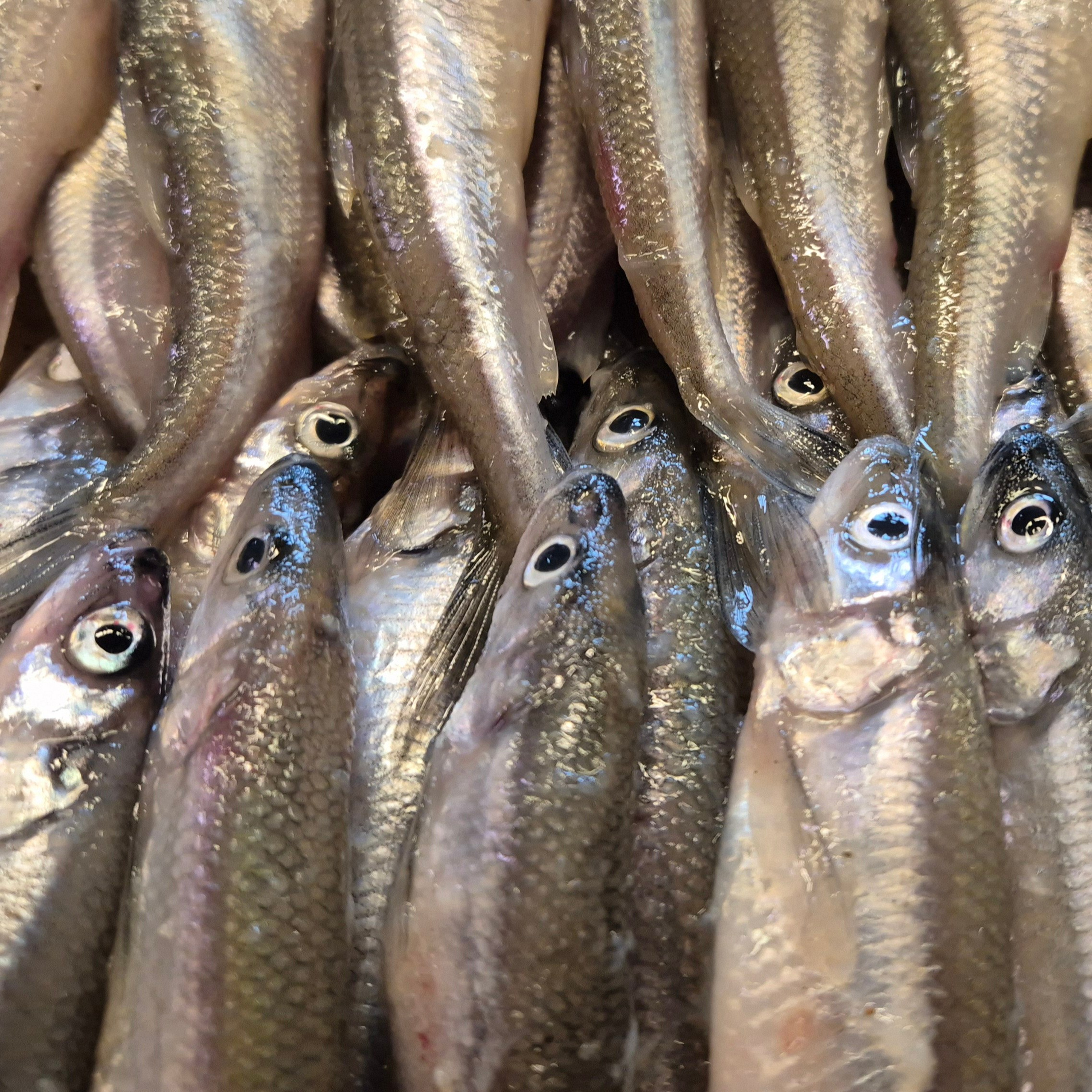 Walk & Fly with Batay