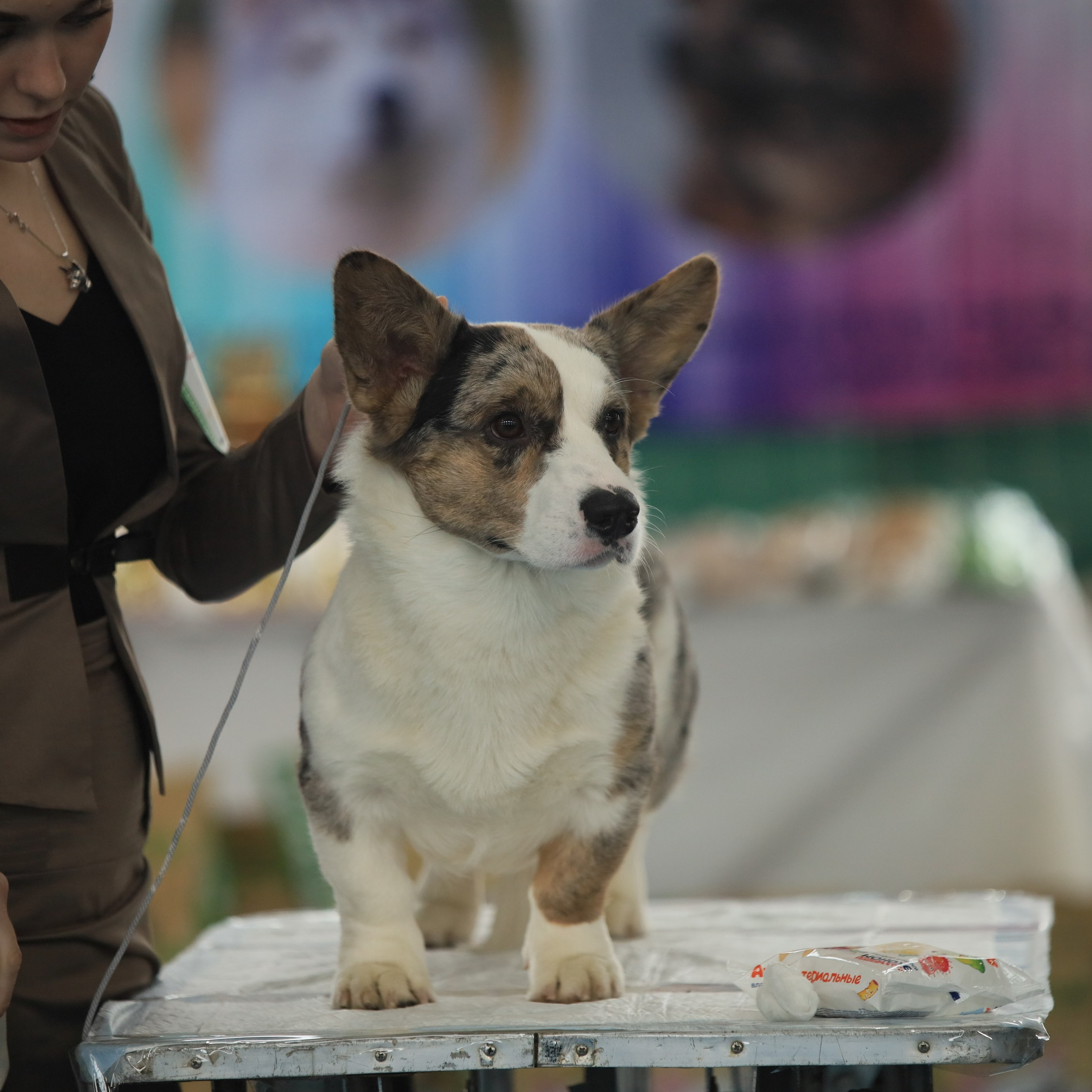 Отзывы. Ice Fantasy kennel: professional breeding of Siberian huskies and wels