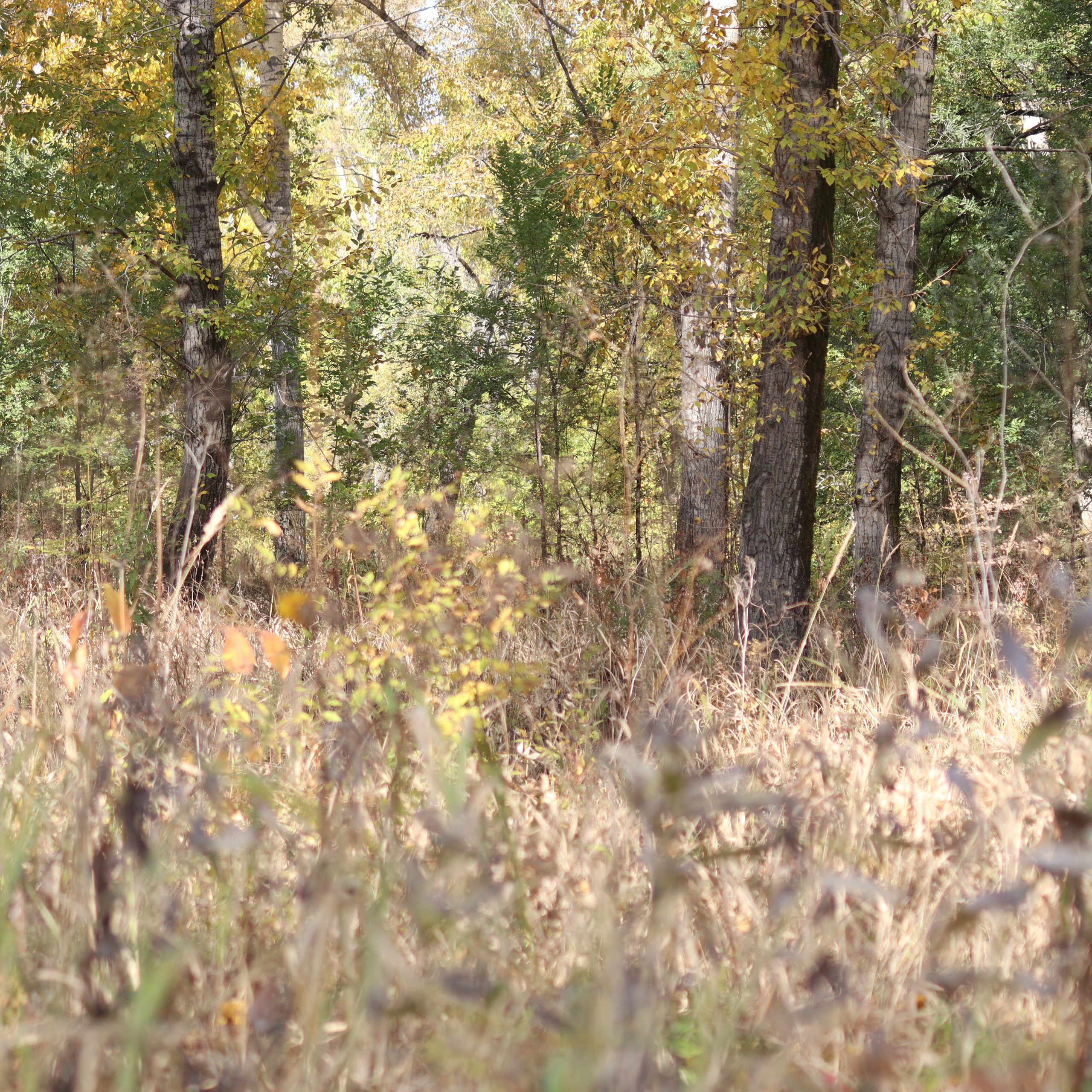 Отзывы. Свадебный фотограф Красноярск