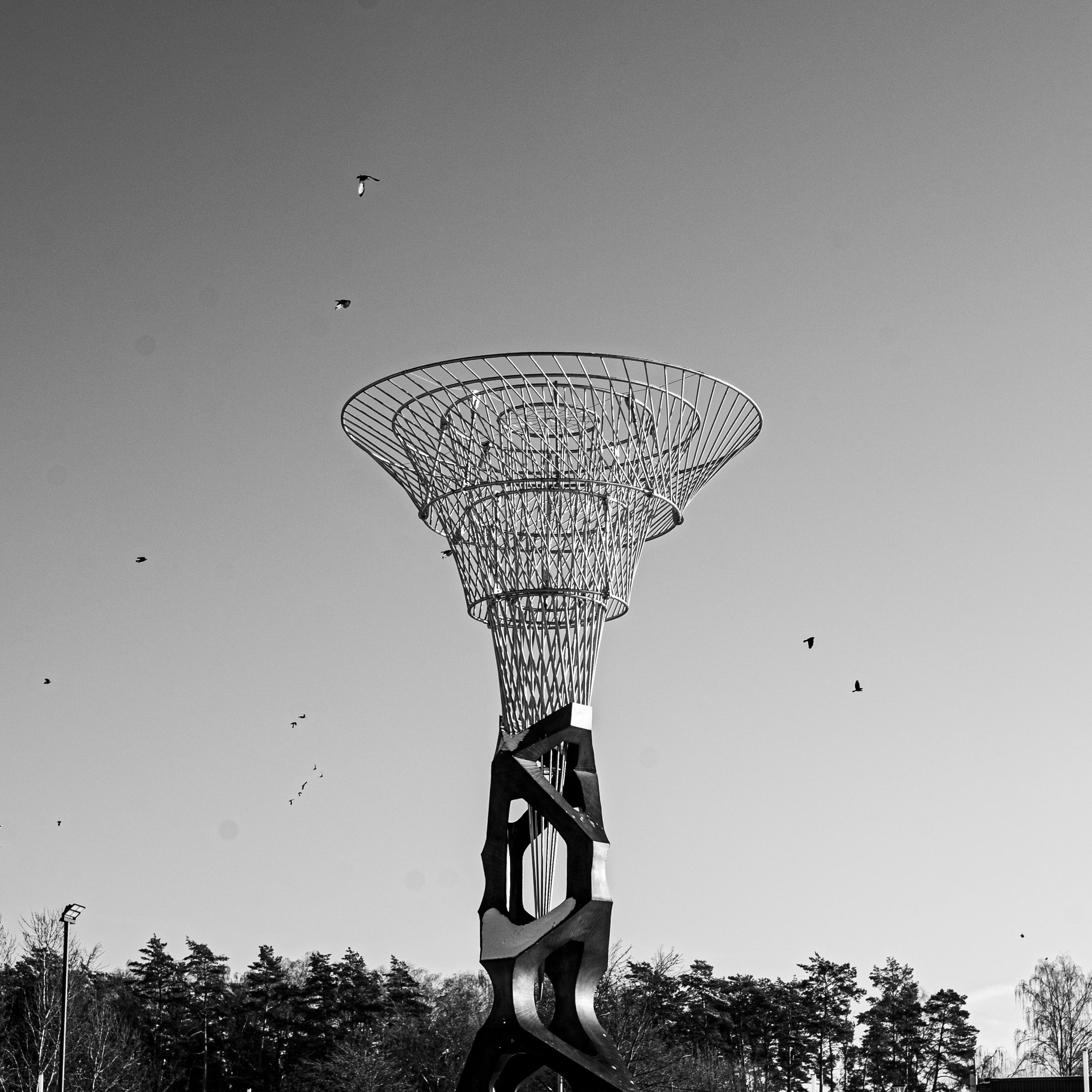 Черноголовка