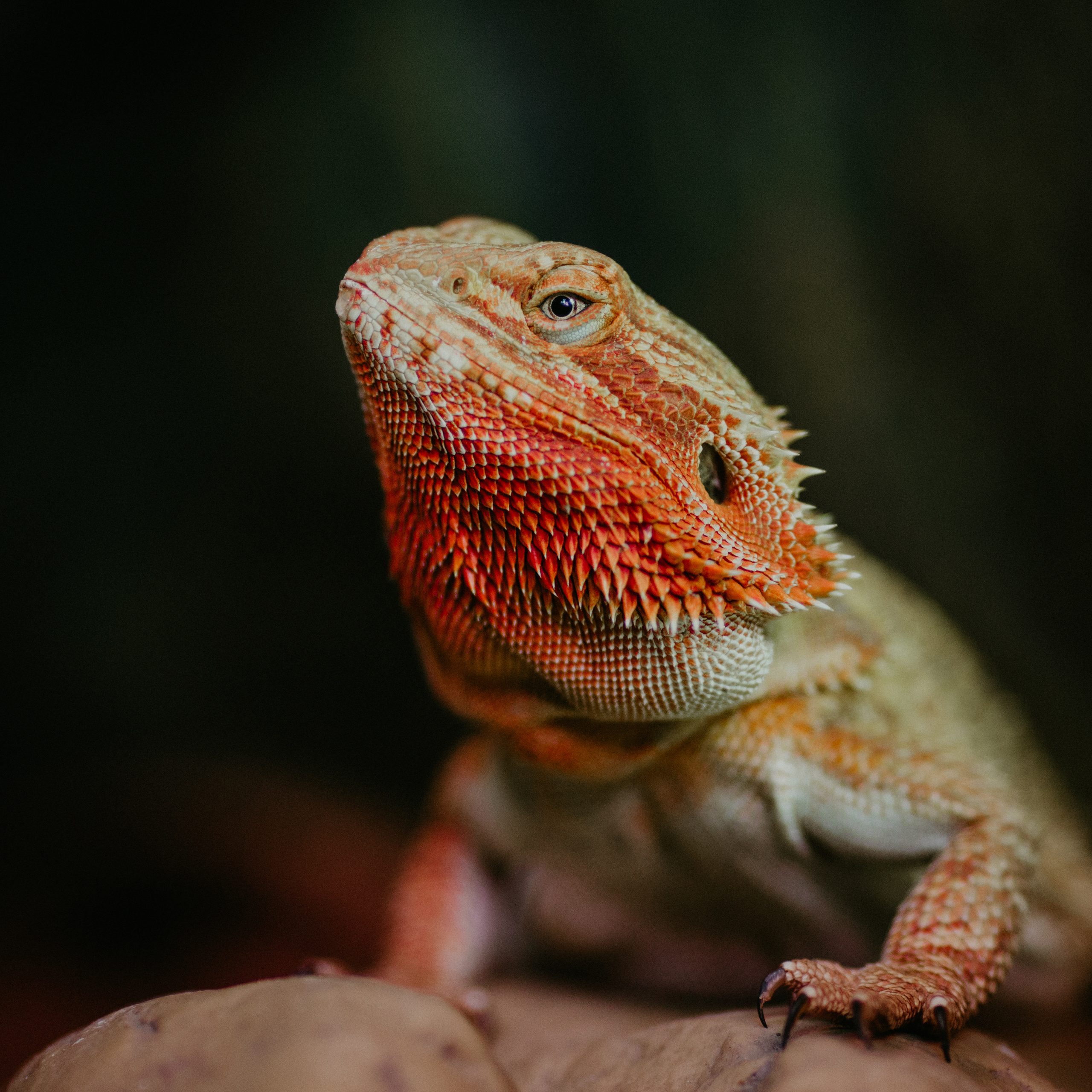 #Агама_Агата