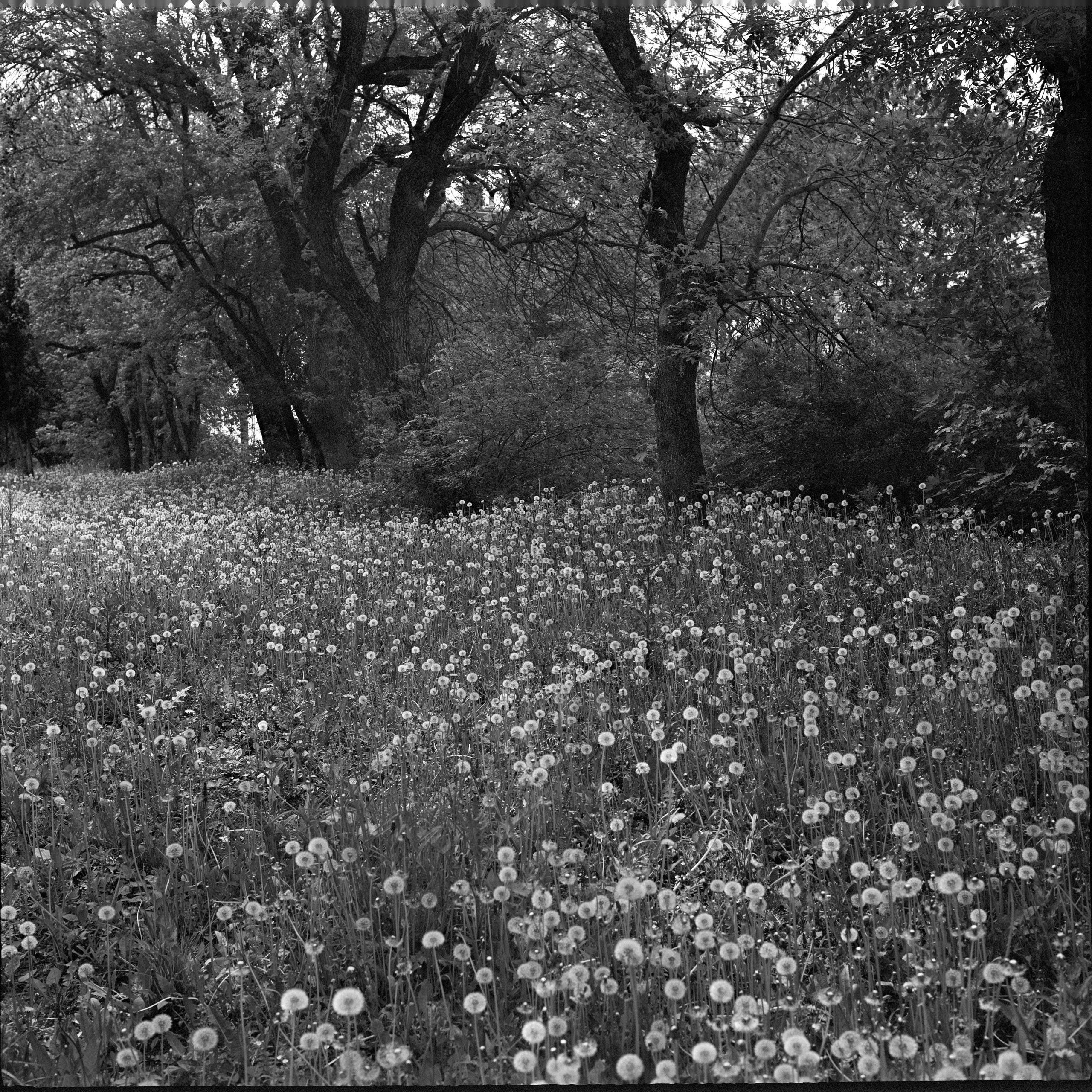 Ilford XP2 Plus-monochrome. Пленочный фотограф на КМВ Мирнов Игорь