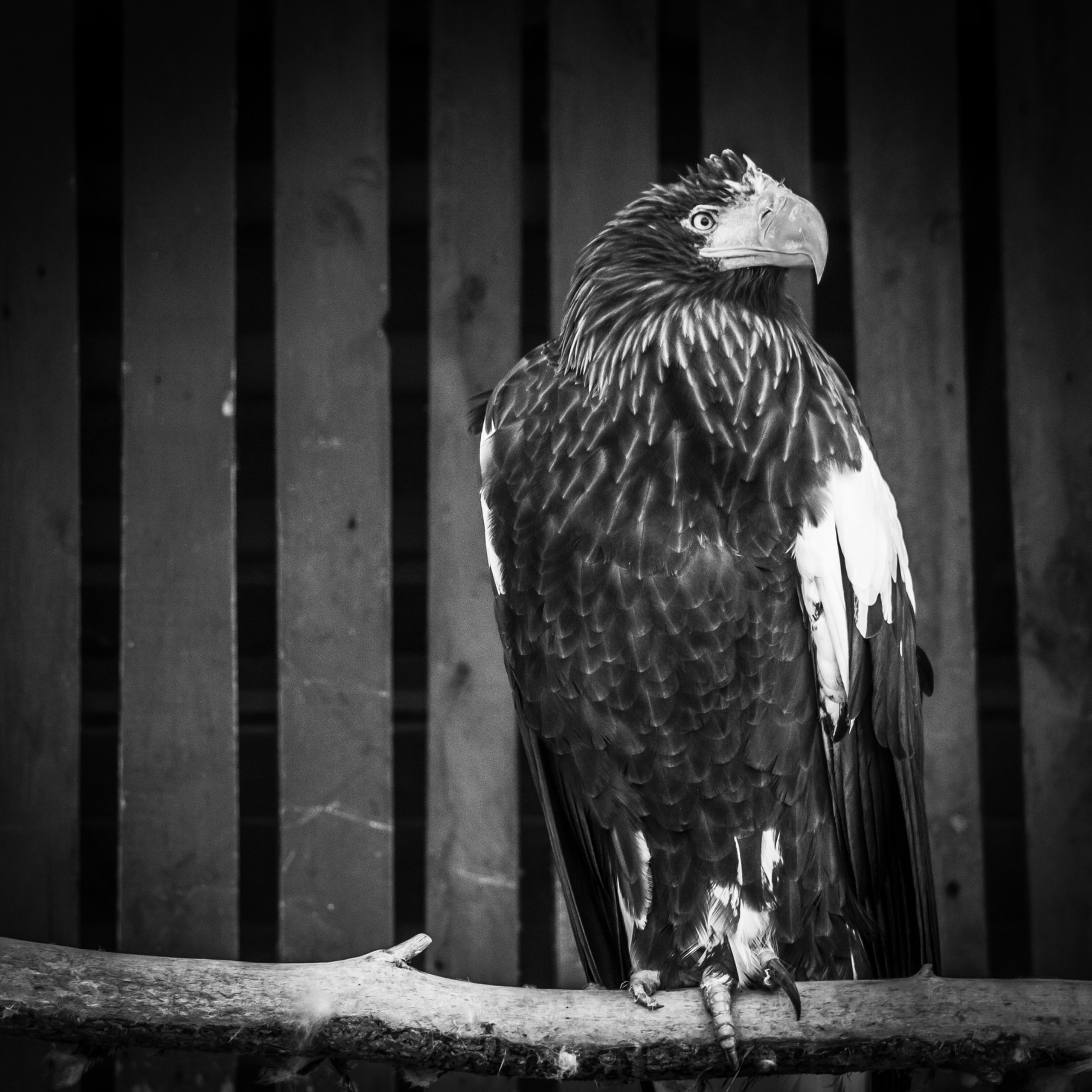 Мир животных