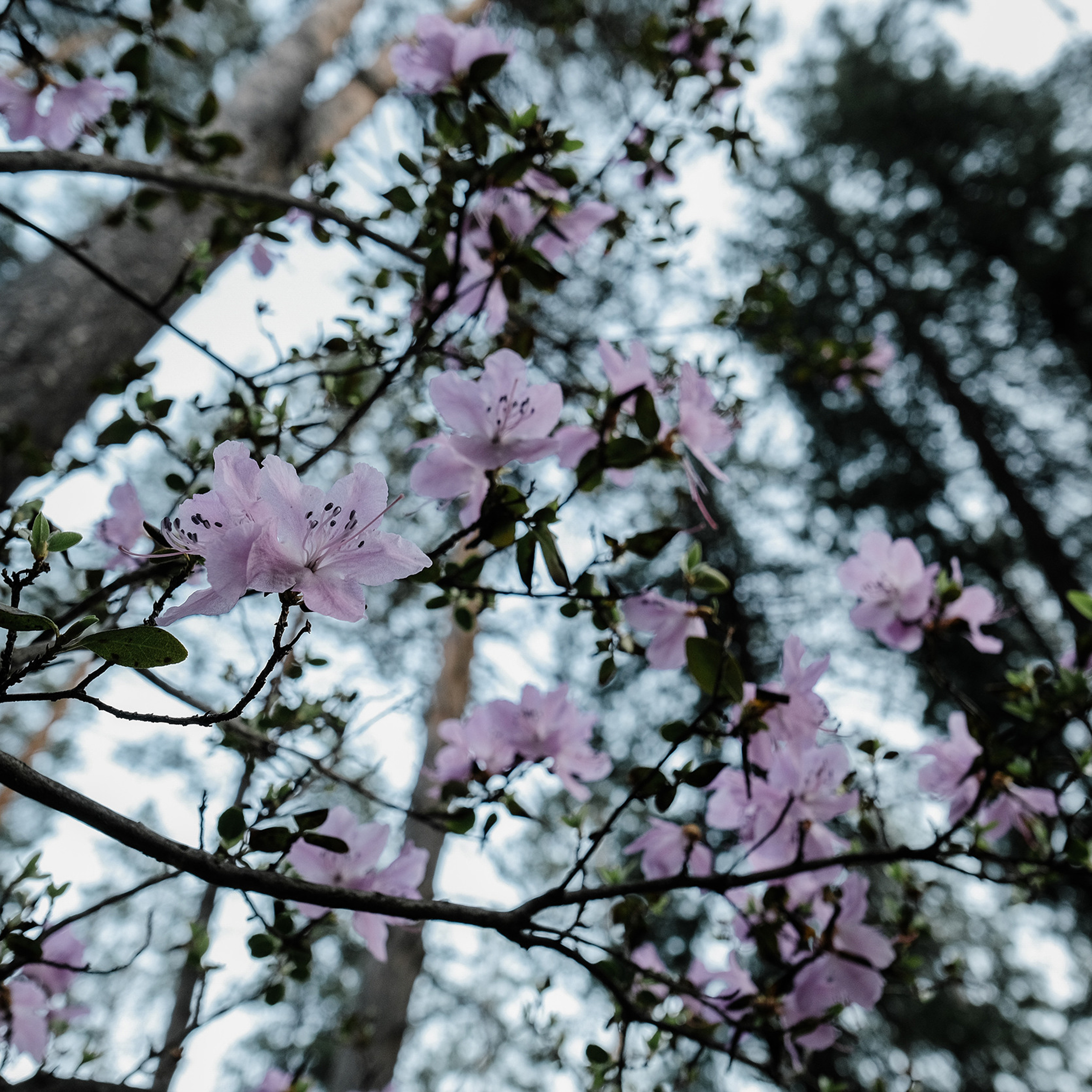 Алтай 2021. Фотограф Юрий Марилов Москва, Тюмень