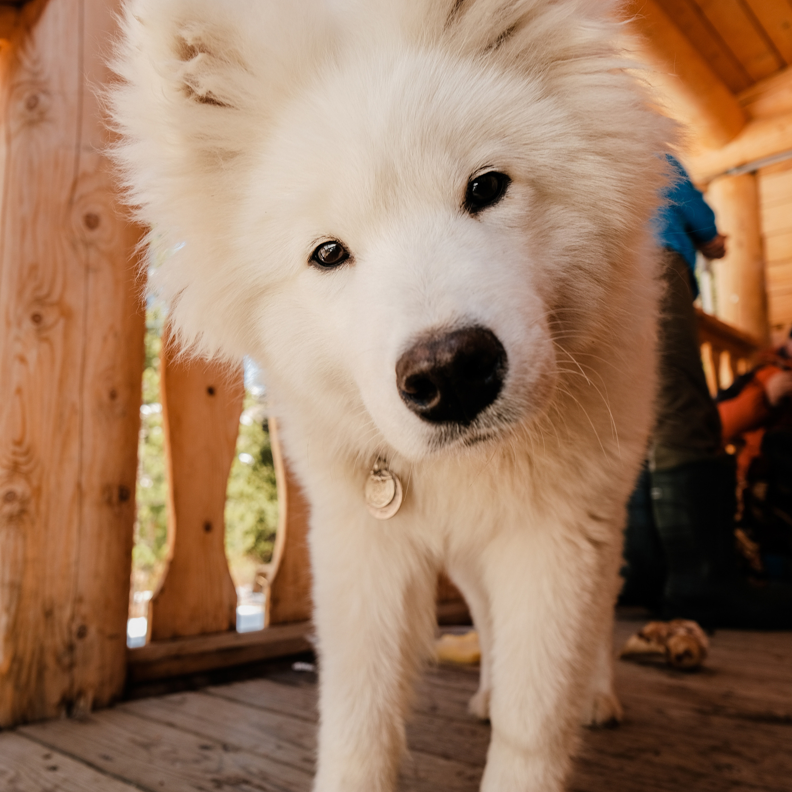 Алтай 2021. Фотограф Юрий Марилов Москва, Тюмень