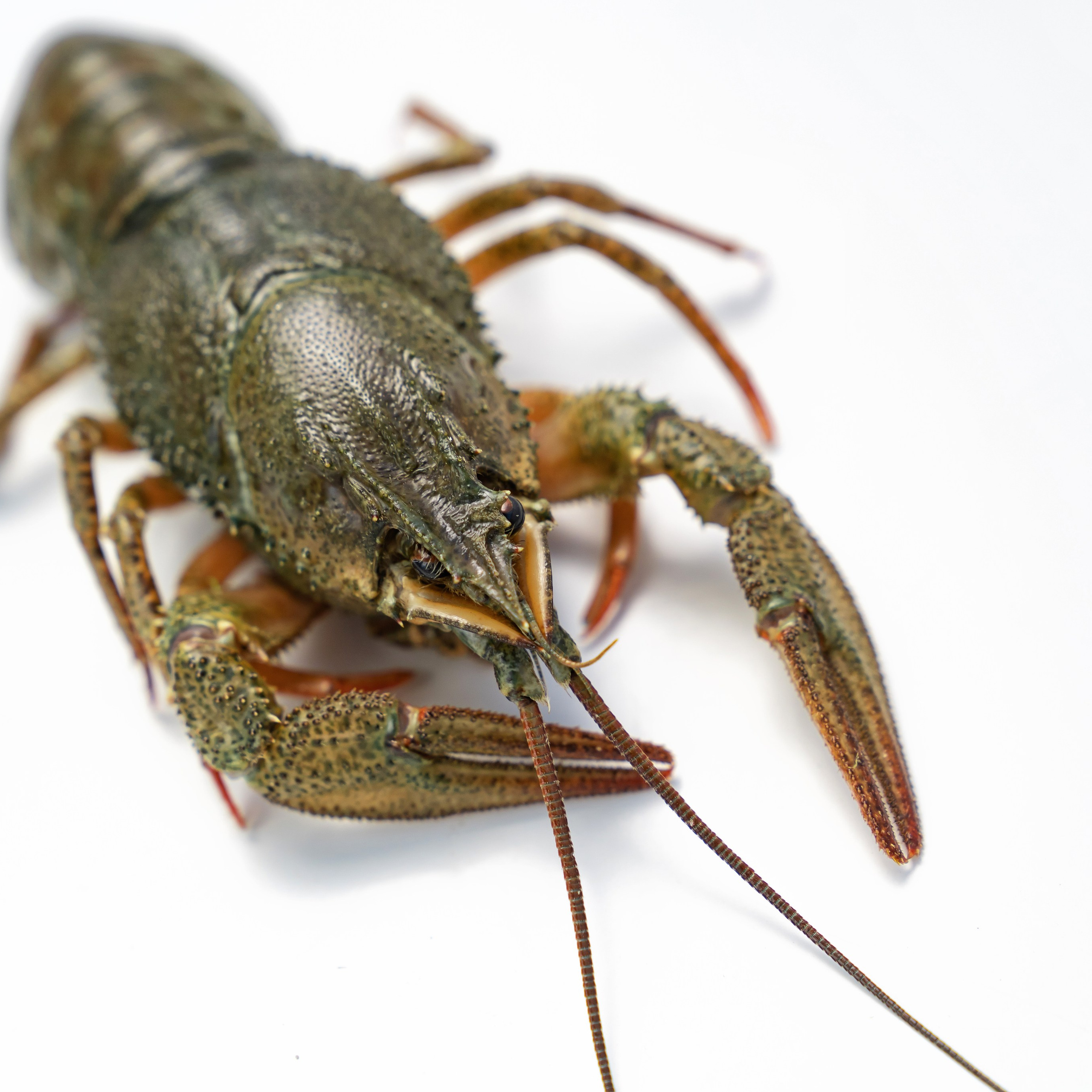 Предметная фотосъёмка в Ростове-на-Дону | Фото товаров для маркетплейсов и каталогов. Свадебный и семейный фотограф в Ростове-на-Дону. Андрей Сайфутдинов