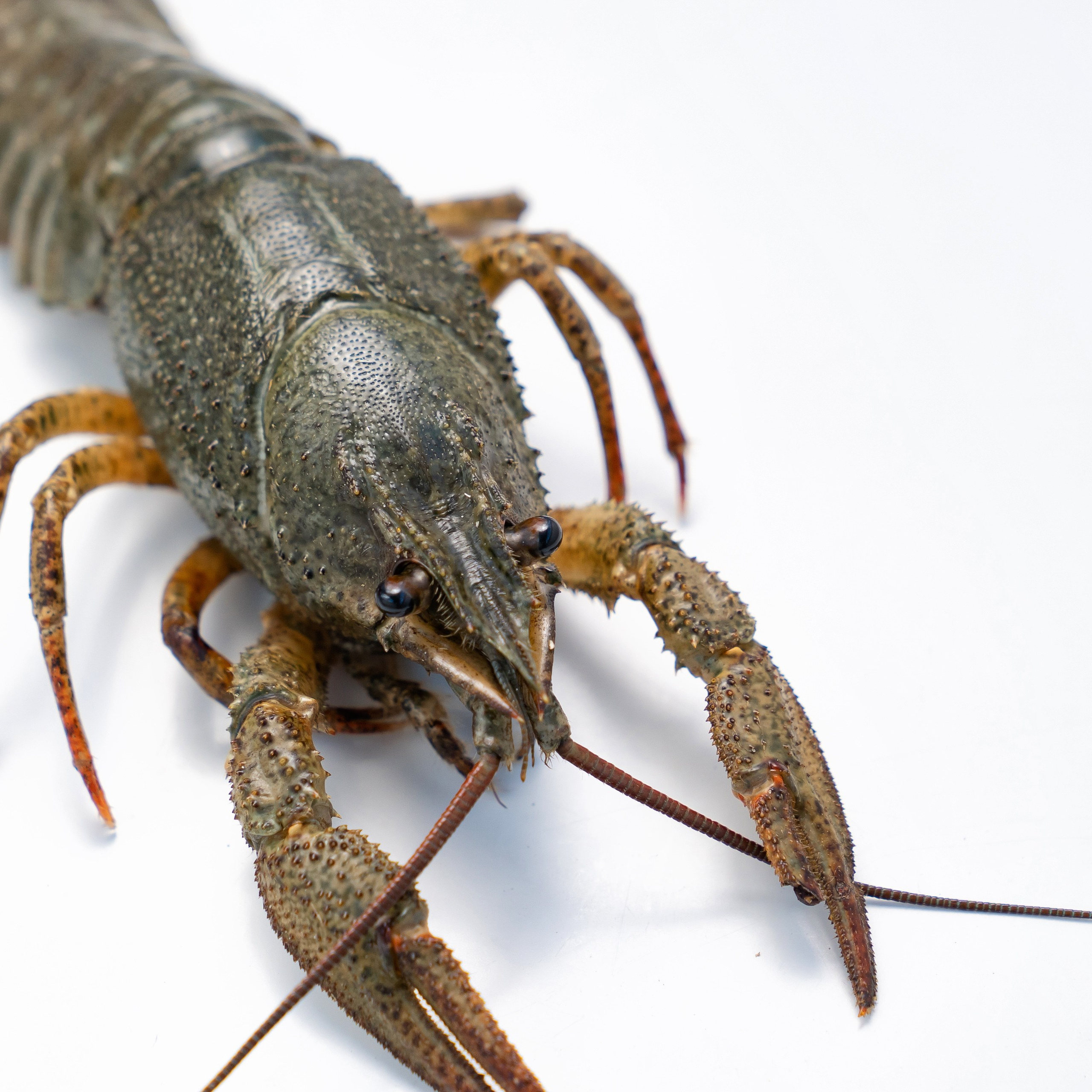 Предметная фотосъёмка в Ростове-на-Дону | Фото товаров для маркетплейсов и каталогов. Свадебный и семейный фотограф в Ростове-на-Дону. Андрей Сайфутдинов