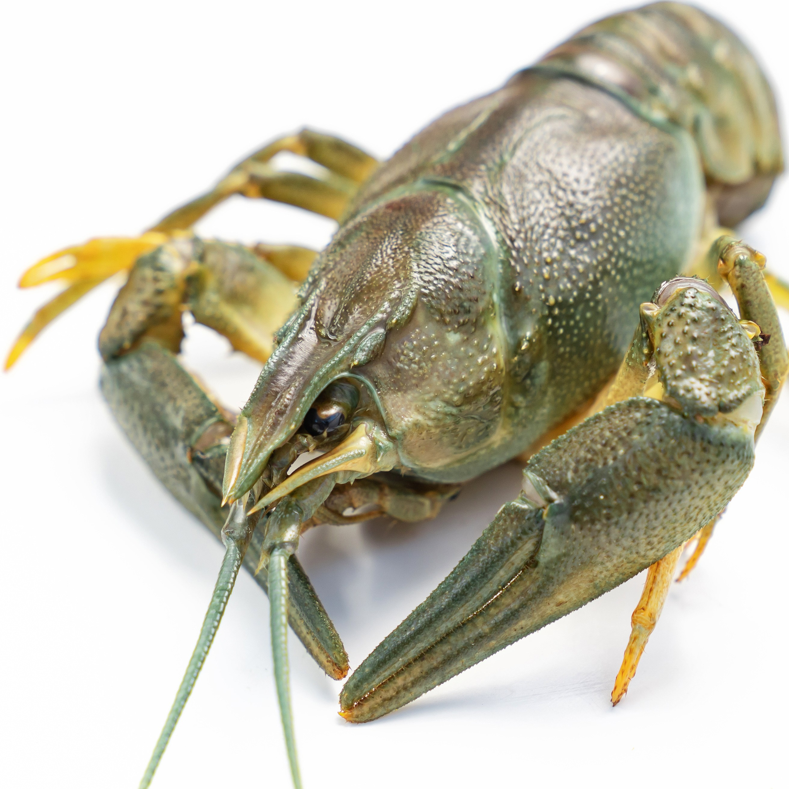 Предметная фотосъёмка в Ростове-на-Дону | Фото товаров для маркетплейсов и каталогов. Свадебный и семейный фотограф в Ростове-на-Дону. Андрей Сайфутдинов