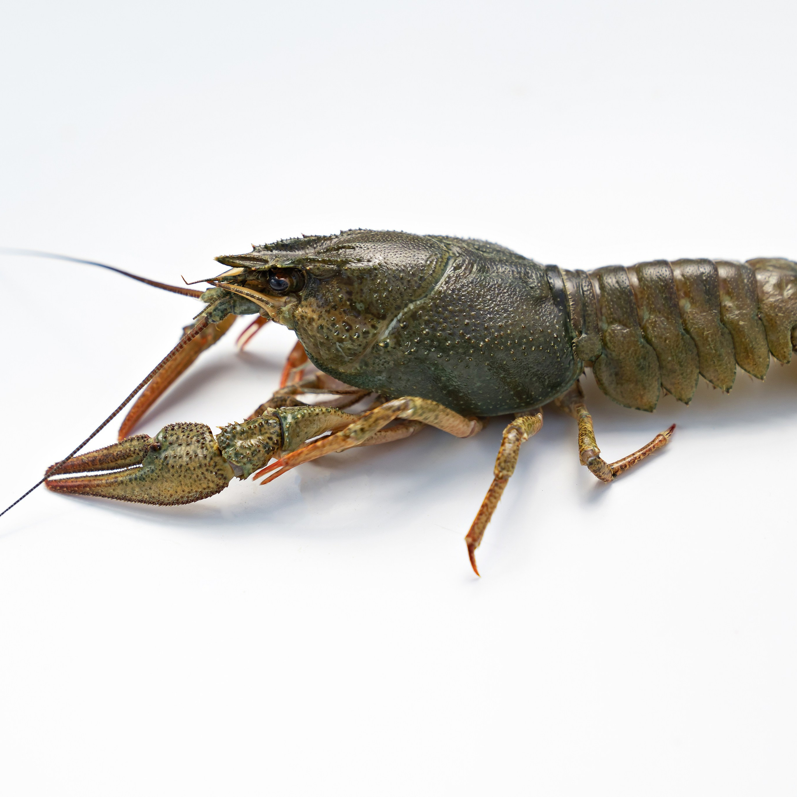 Предметная фотосъёмка в Ростове-на-Дону | Фото товаров для маркетплейсов и каталогов. Свадебный и семейный фотограф в Ростове-на-Дону. Андрей Сайфутдинов