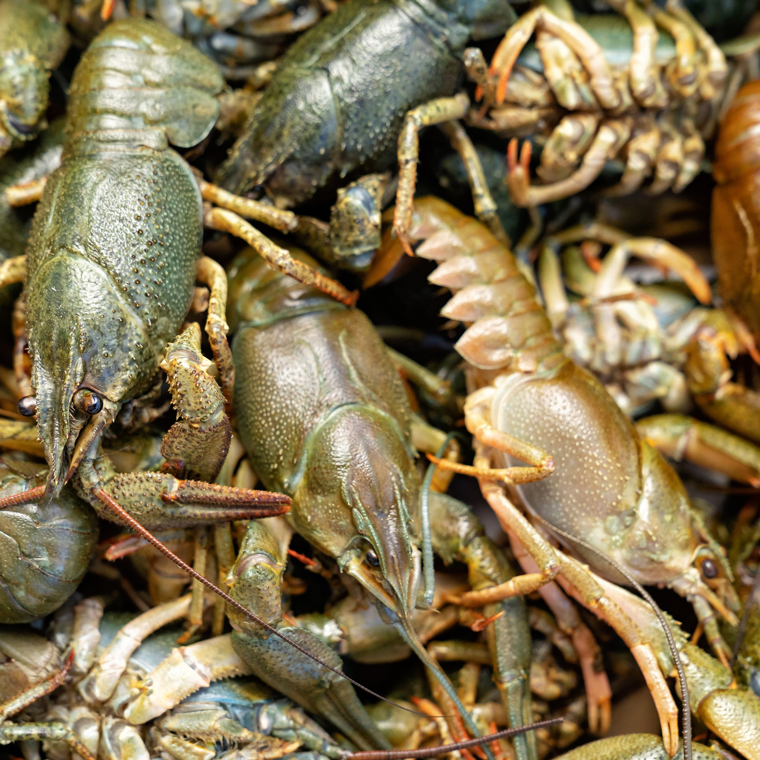 Предметная фотосъёмка в Ростове-на-Дону | Фото товаров для маркетплейсов и каталогов. Свадебный и семейный фотограф в Ростове-на-Дону. Андрей Сайфутдинов