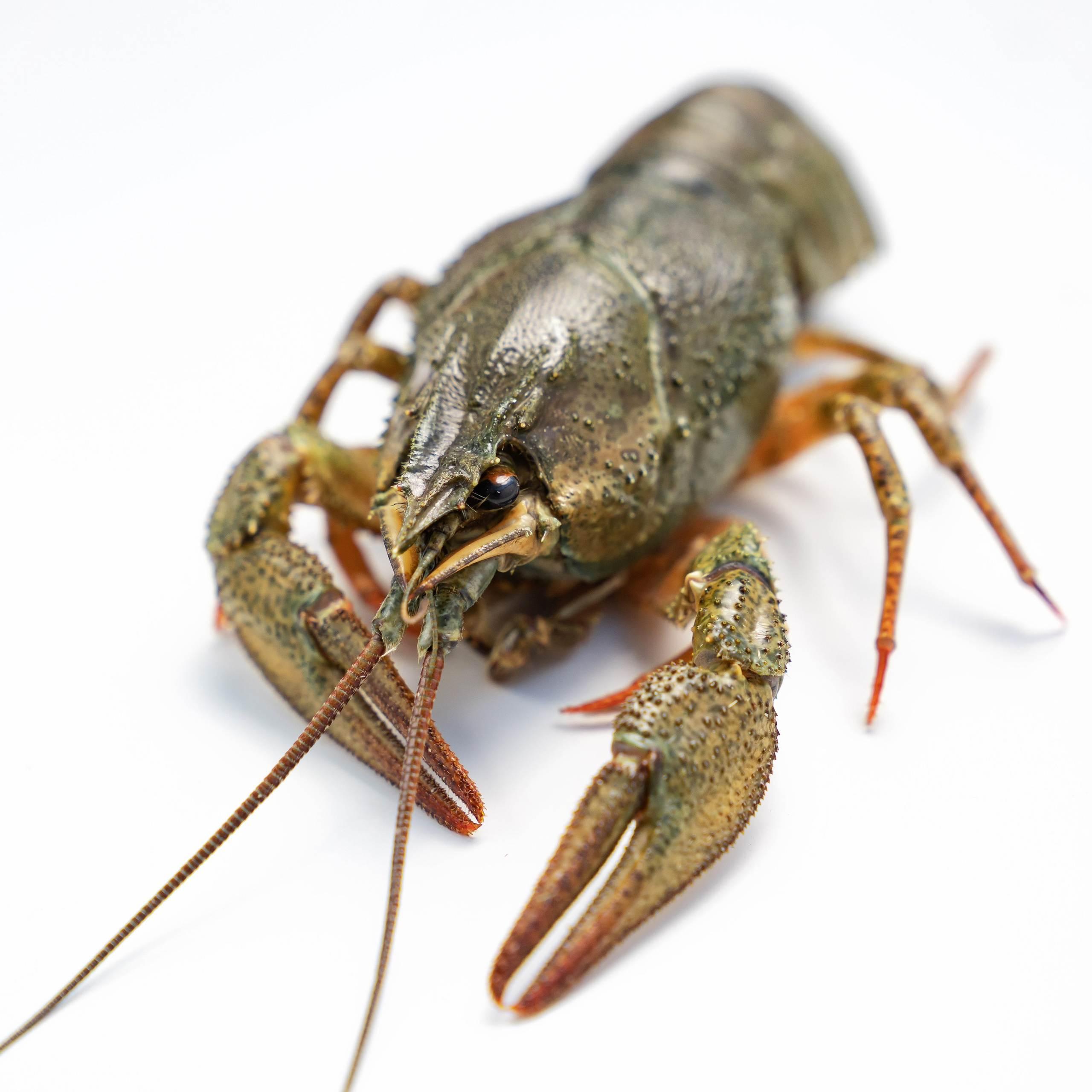 Предметная фотосъёмка в Ростове-на-Дону | Фото товаров для маркетплейсов и каталогов. Свадебный и семейный фотограф в Ростове-на-Дону. Андрей Сайфутдинов