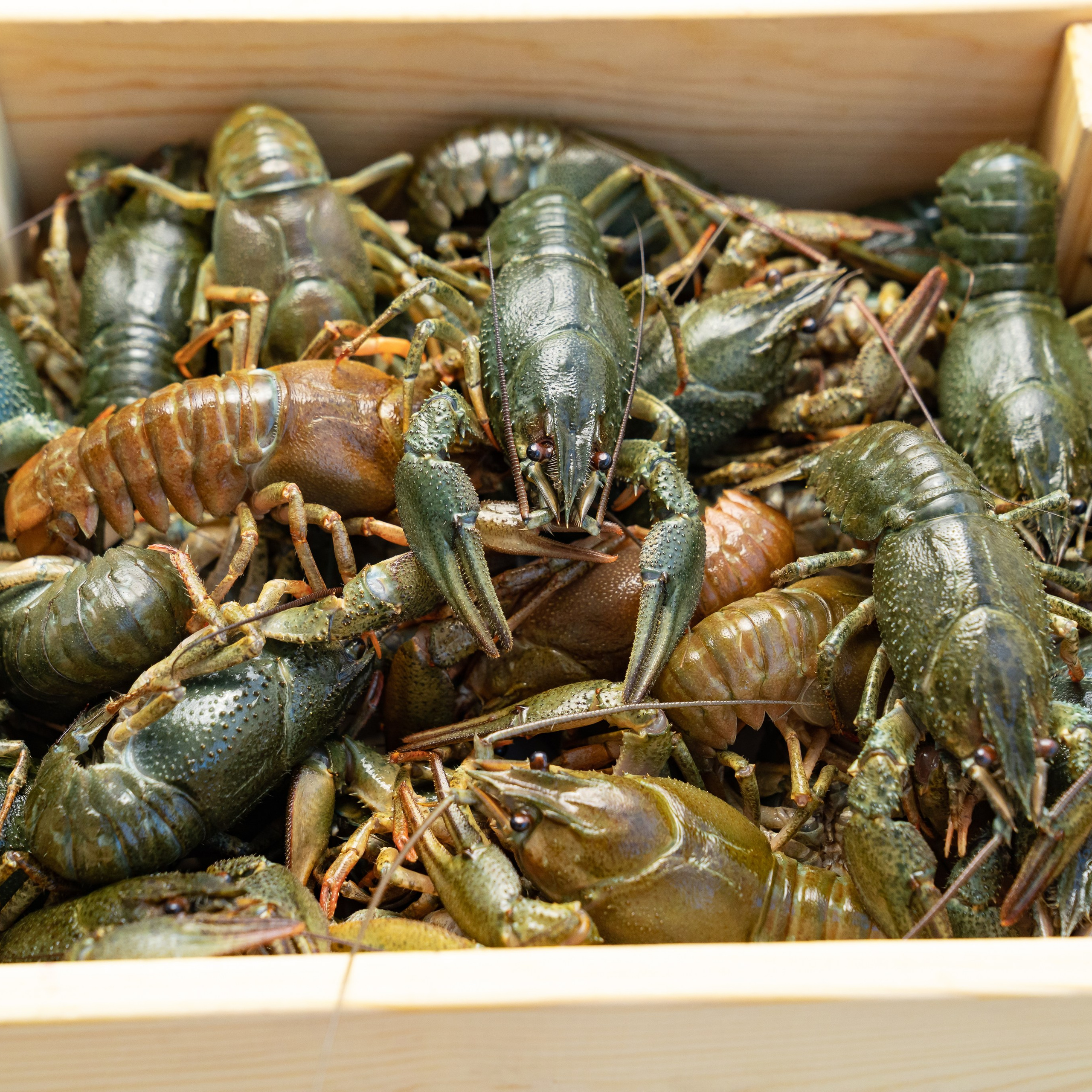 Предметная фотосъёмка в Ростове-на-Дону | Фото товаров для маркетплейсов и каталогов. Свадебный и семейный фотограф в Ростове-на-Дону. Андрей Сайфутдинов