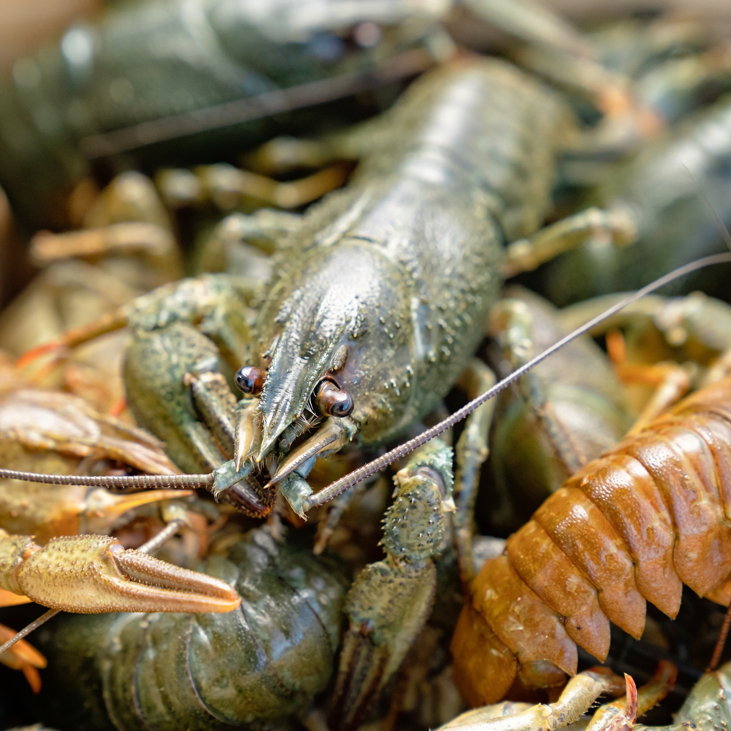 Предметная фотосъёмка в Ростове-на-Дону | Фото товаров для маркетплейсов и каталогов. Свадебный и семейный фотограф в Ростове-на-Дону. Андрей Сайфутдинов