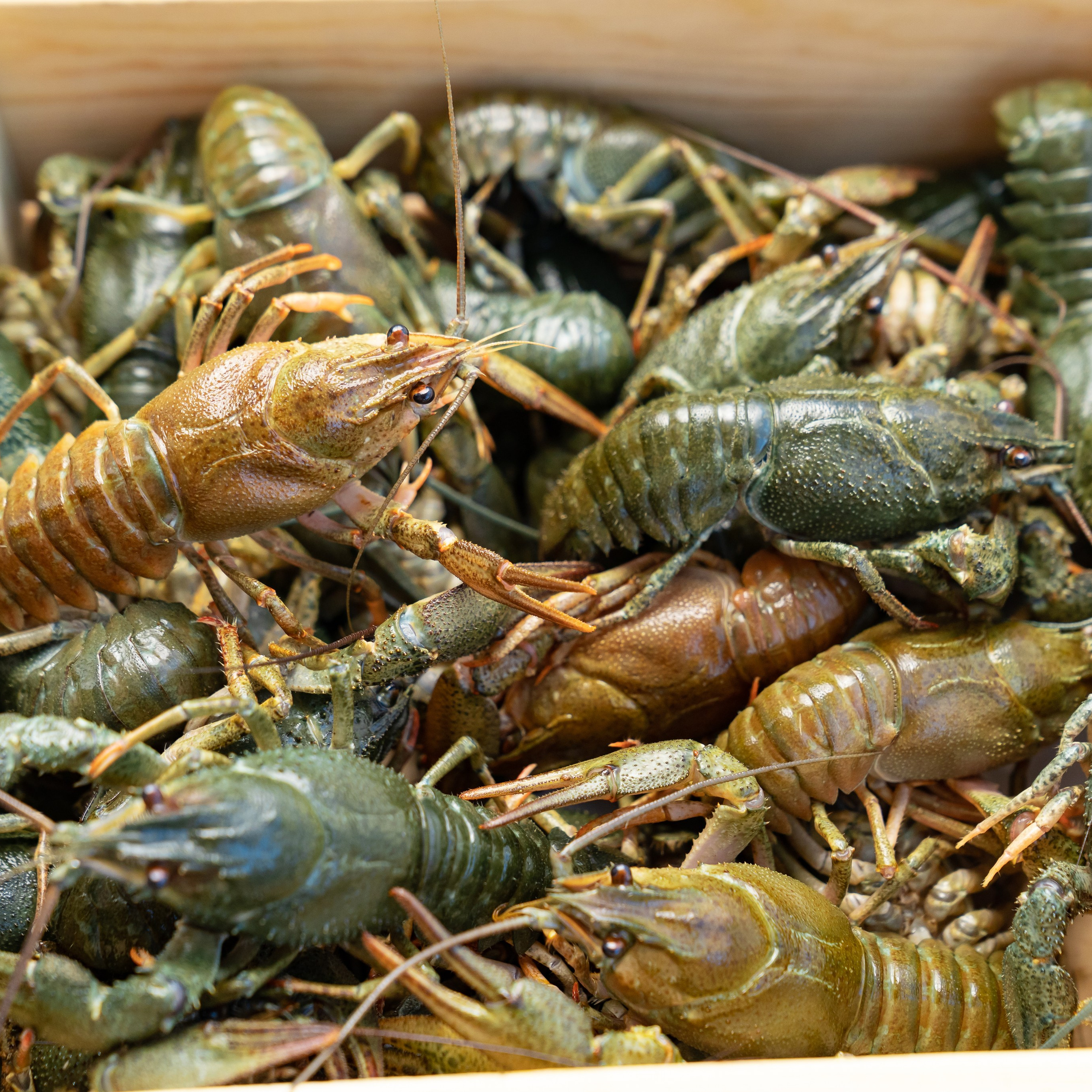 Предметная фотосъёмка в Ростове-на-Дону | Фото товаров для маркетплейсов и каталогов. Свадебный и семейный фотограф в Ростове-на-Дону. Андрей Сайфутдинов