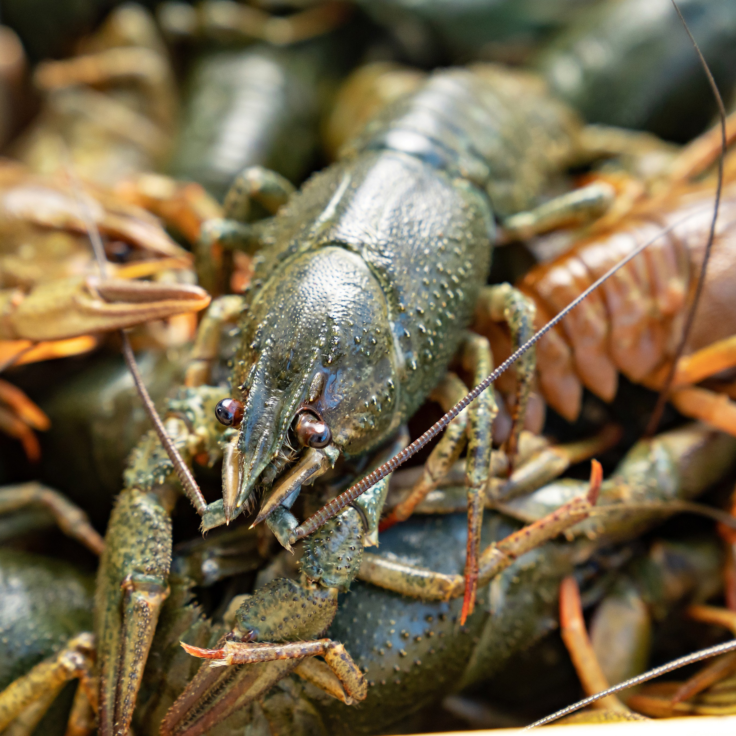 Предметная фотосъёмка в Ростове-на-Дону | Фото товаров для маркетплейсов и каталогов. Свадебный и семейный фотограф в Ростове-на-Дону. Андрей Сайфутдинов