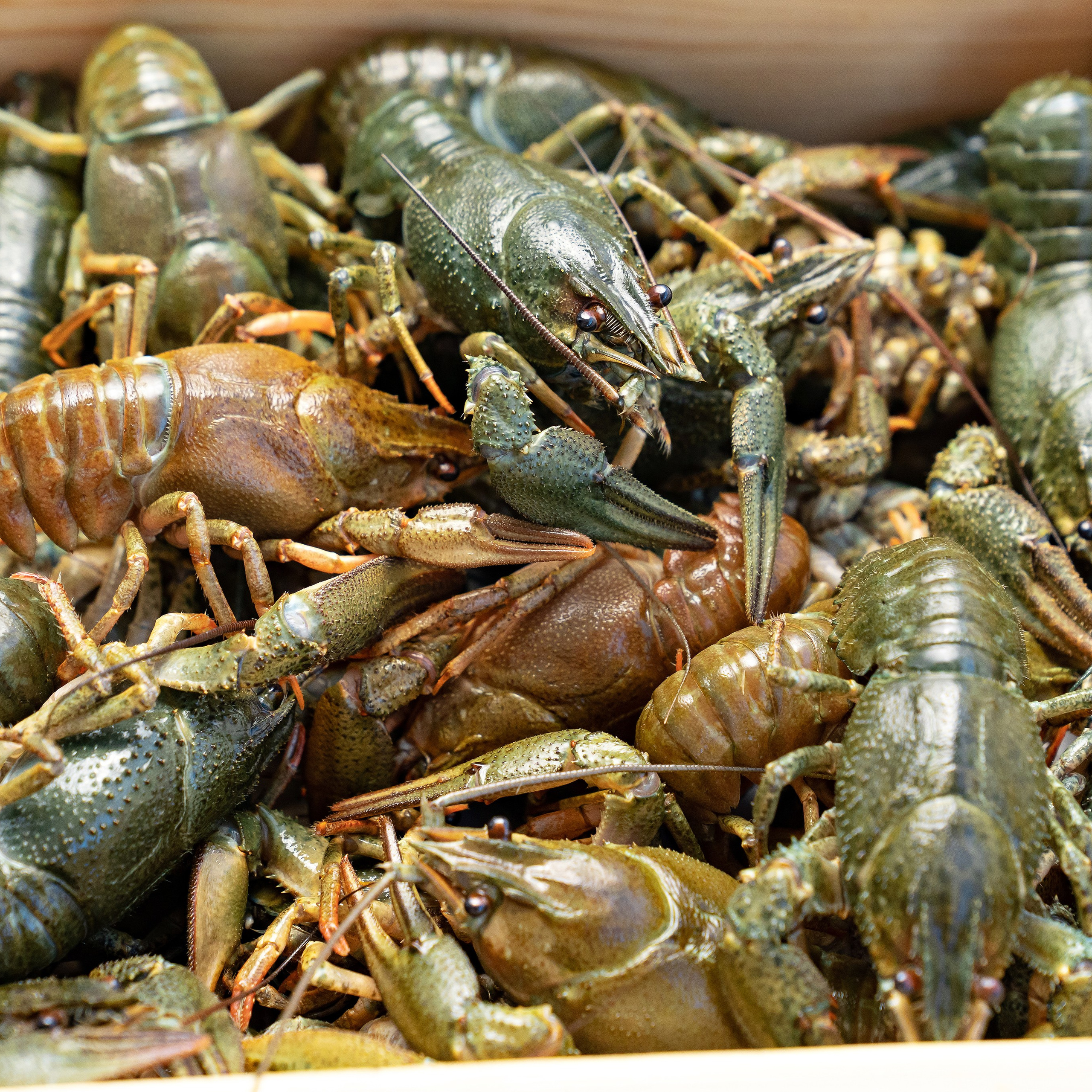 Предметная фотосъёмка в Ростове-на-Дону | Фото товаров для маркетплейсов и каталогов. Свадебный и семейный фотограф в Ростове-на-Дону. Андрей Сайфутдинов