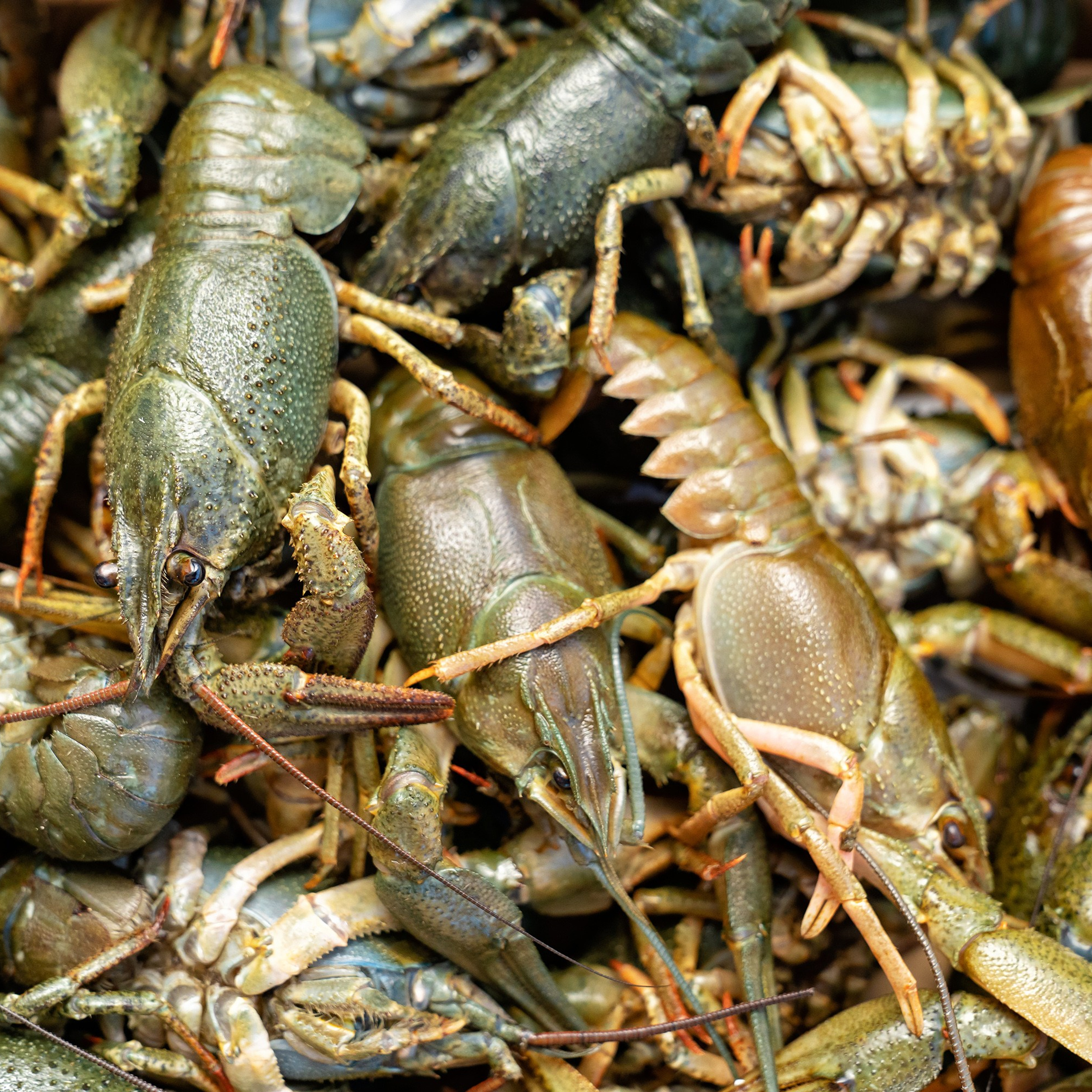 Предметная фотосъёмка в Ростове-на-Дону | Фото товаров для маркетплейсов и каталогов. Свадебный и семейный фотограф в Ростове-на-Дону. Андрей Сайфутдинов