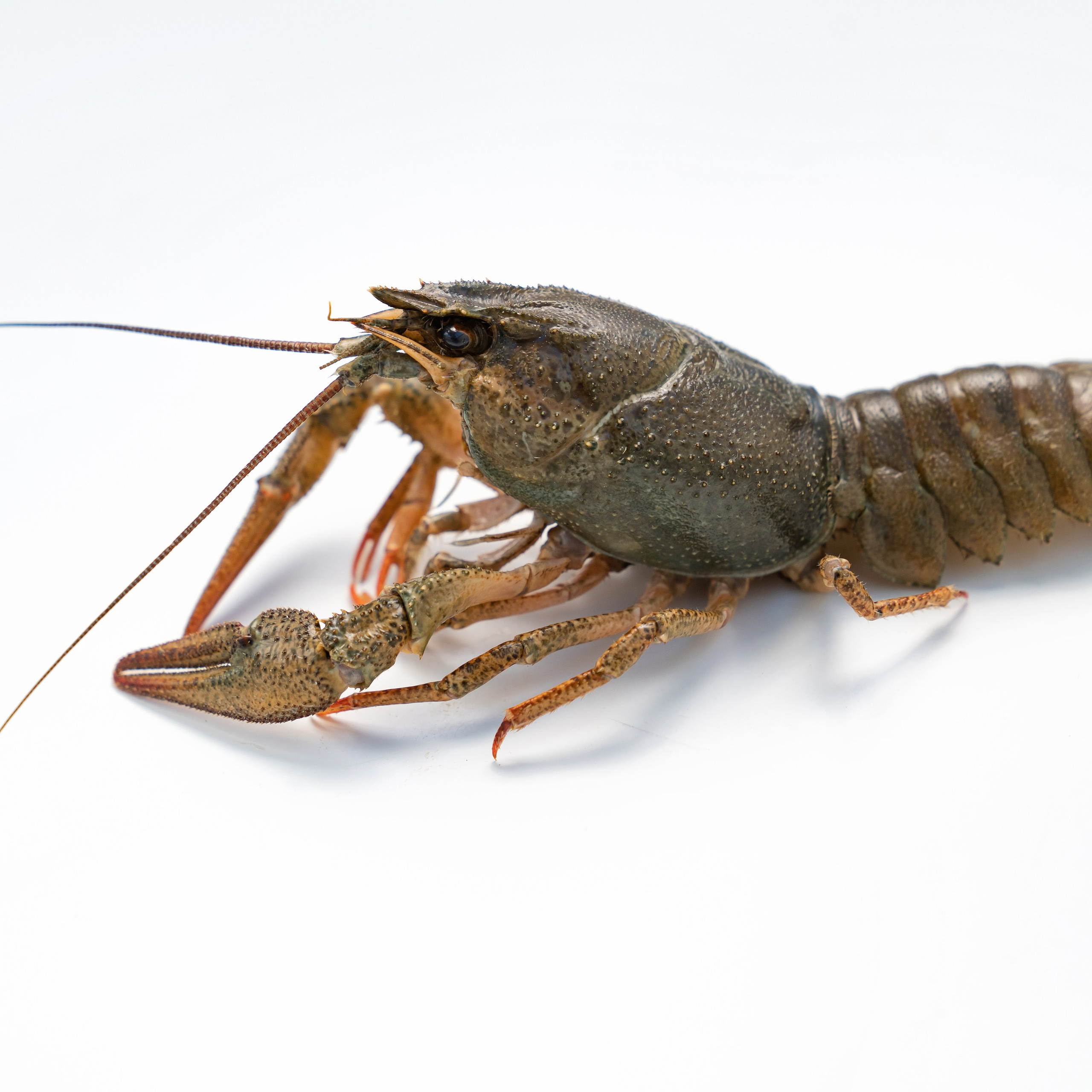 Предметная фотосъёмка в Ростове-на-Дону | Фото товаров для маркетплейсов и каталогов. Свадебный и семейный фотограф в Ростове-на-Дону. Андрей Сайфутдинов