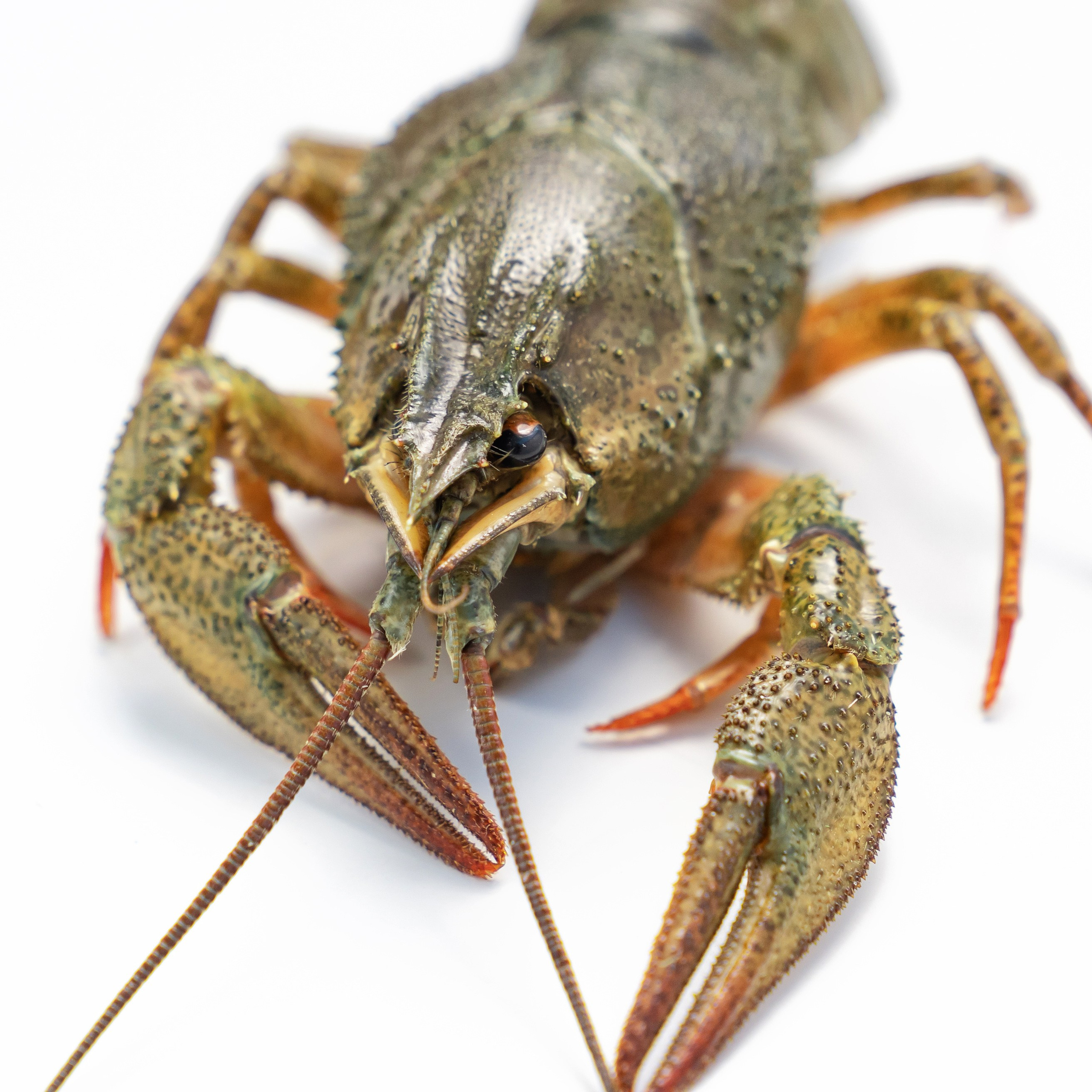 Предметная фотосъёмка в Ростове-на-Дону | Фото товаров для маркетплейсов и каталогов. Свадебный и семейный фотограф в Ростове-на-Дону. Андрей Сайфутдинов