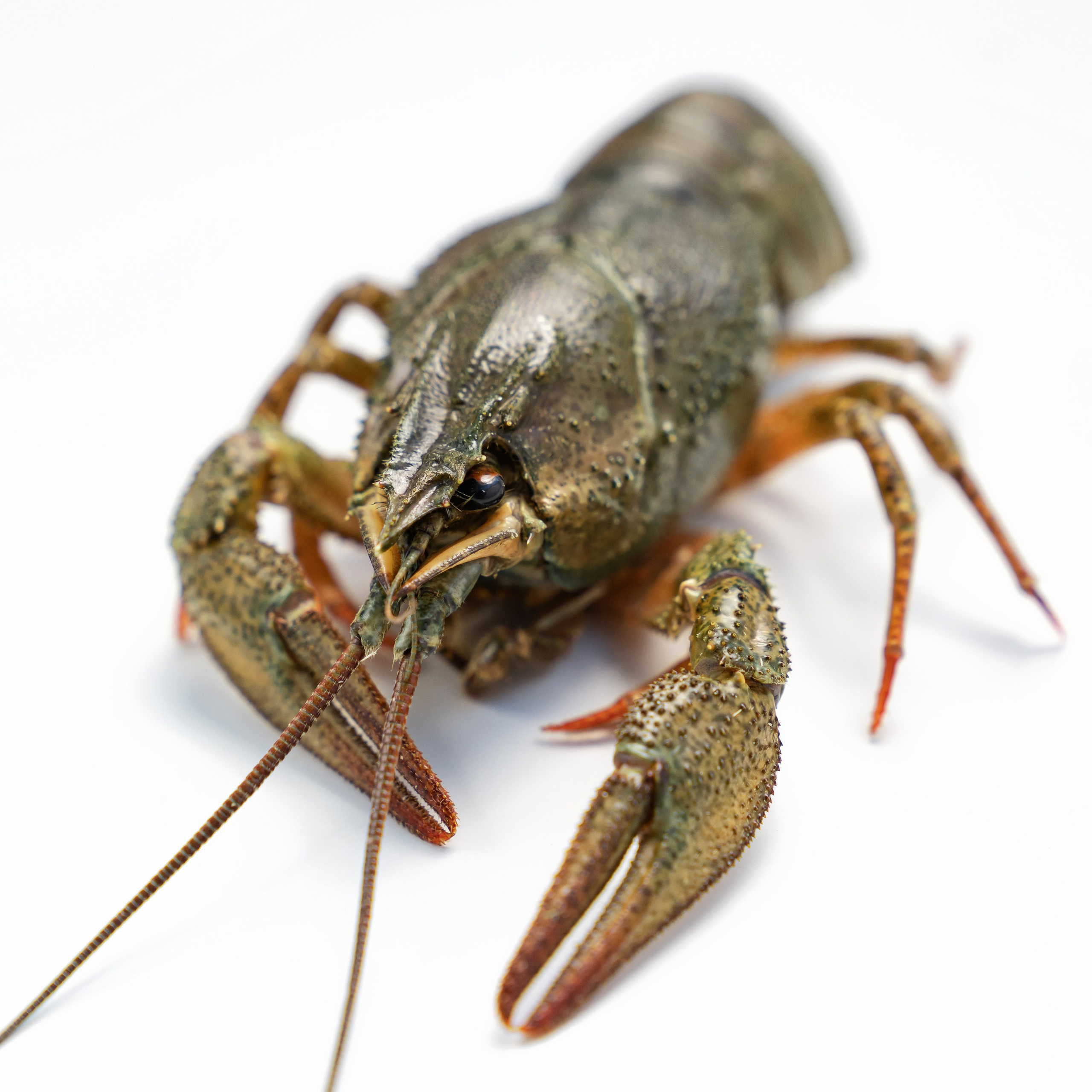 Предметная фотосъёмка в Ростове-на-Дону | Фото товаров для маркетплейсов и каталогов. Свадебный и семейный фотограф в Ростове-на-Дону. Андрей Сайфутдинов