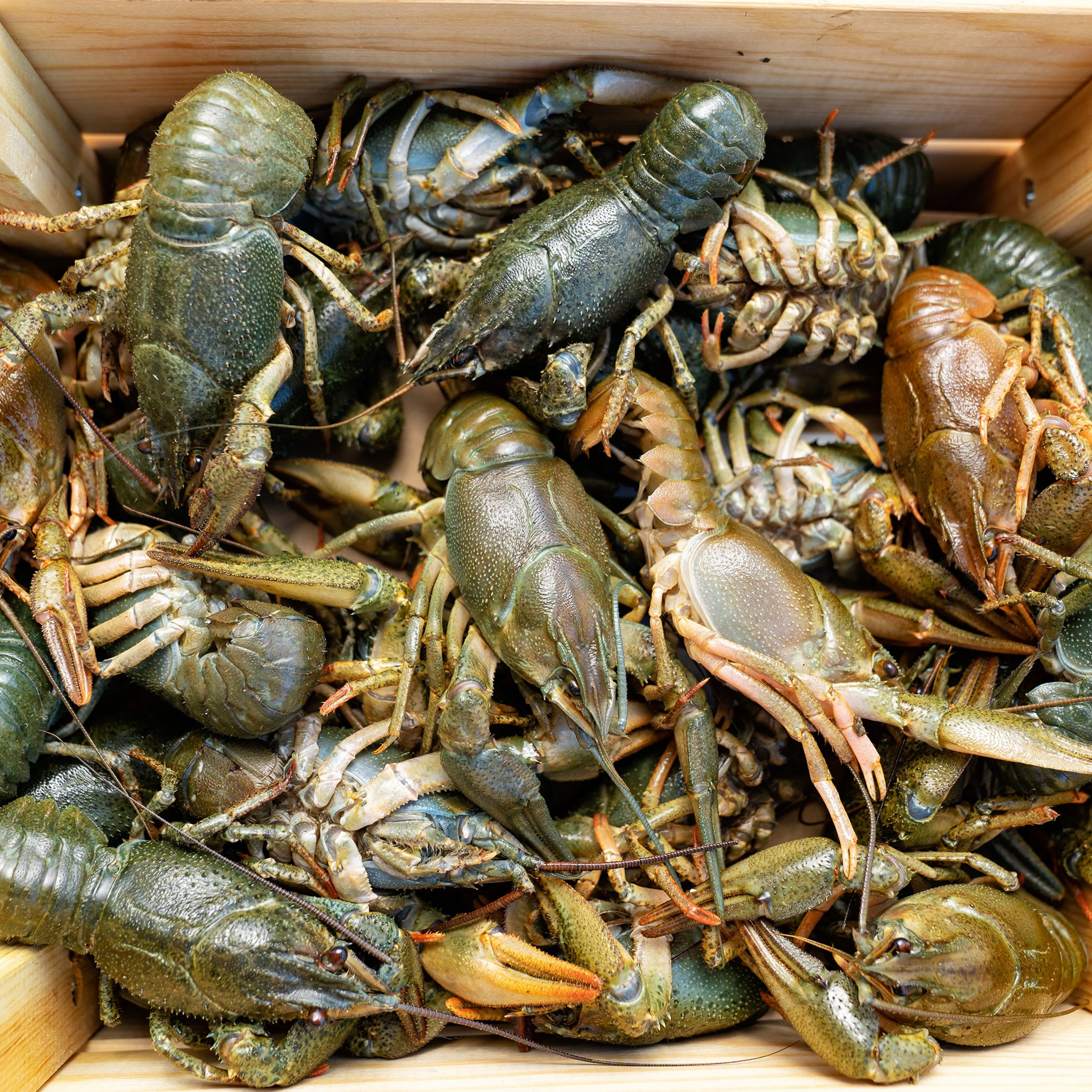 Предметная фотосъёмка в Ростове-на-Дону | Фото товаров для маркетплейсов и каталогов. Свадебный и семейный фотограф в Ростове-на-Дону. Андрей Сайфутдинов