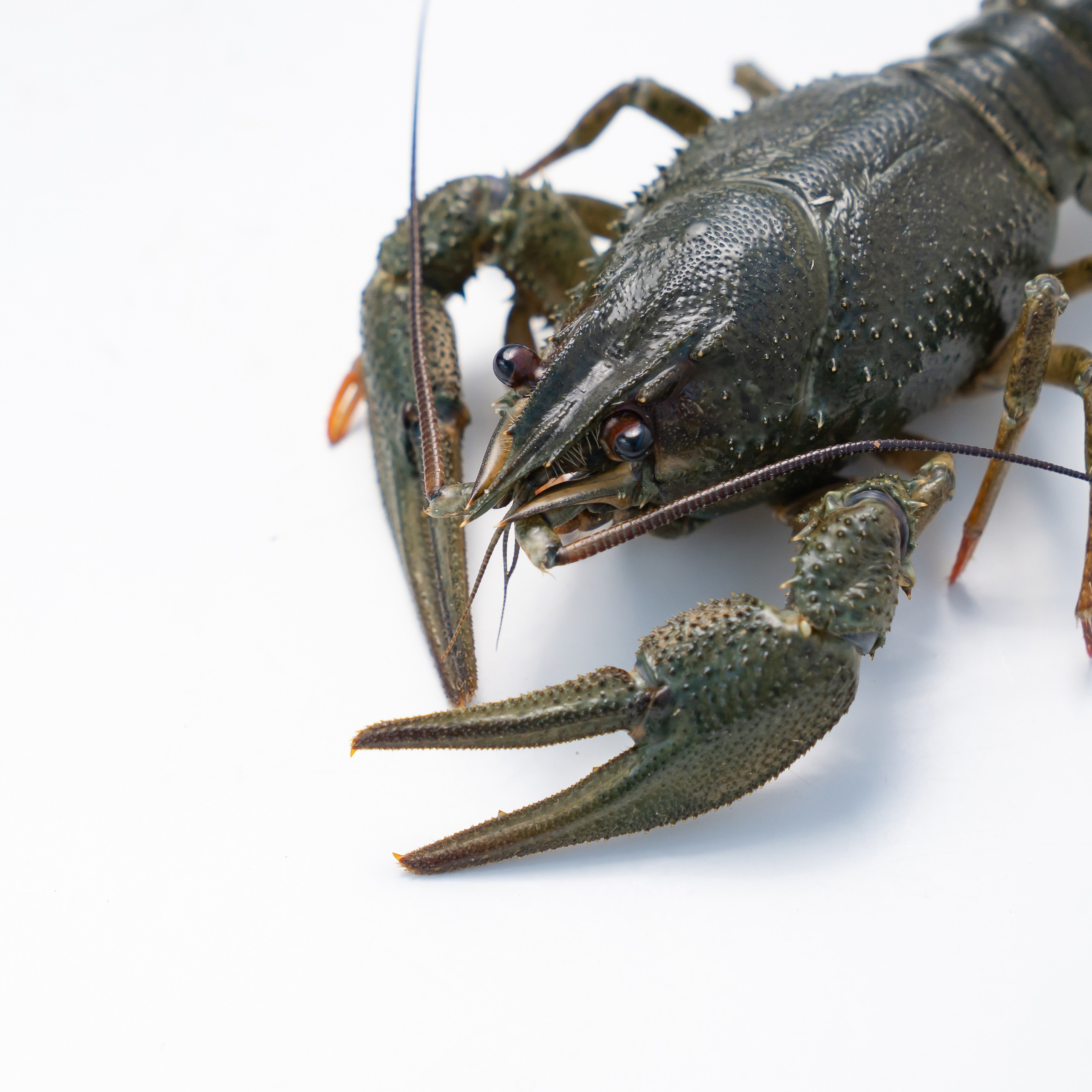 Предметная фотосъёмка в Ростове-на-Дону | Фото товаров для маркетплейсов и каталогов. Свадебный и семейный фотограф в Ростове-на-Дону. Андрей Сайфутдинов