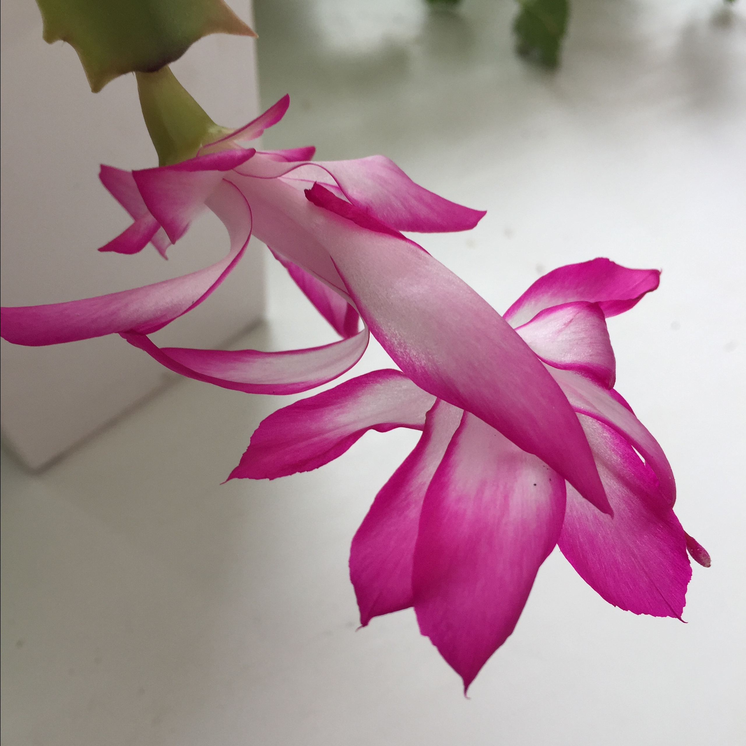 Отзывы. Светлана Афромеева. Предметный фотограф. Волгоград