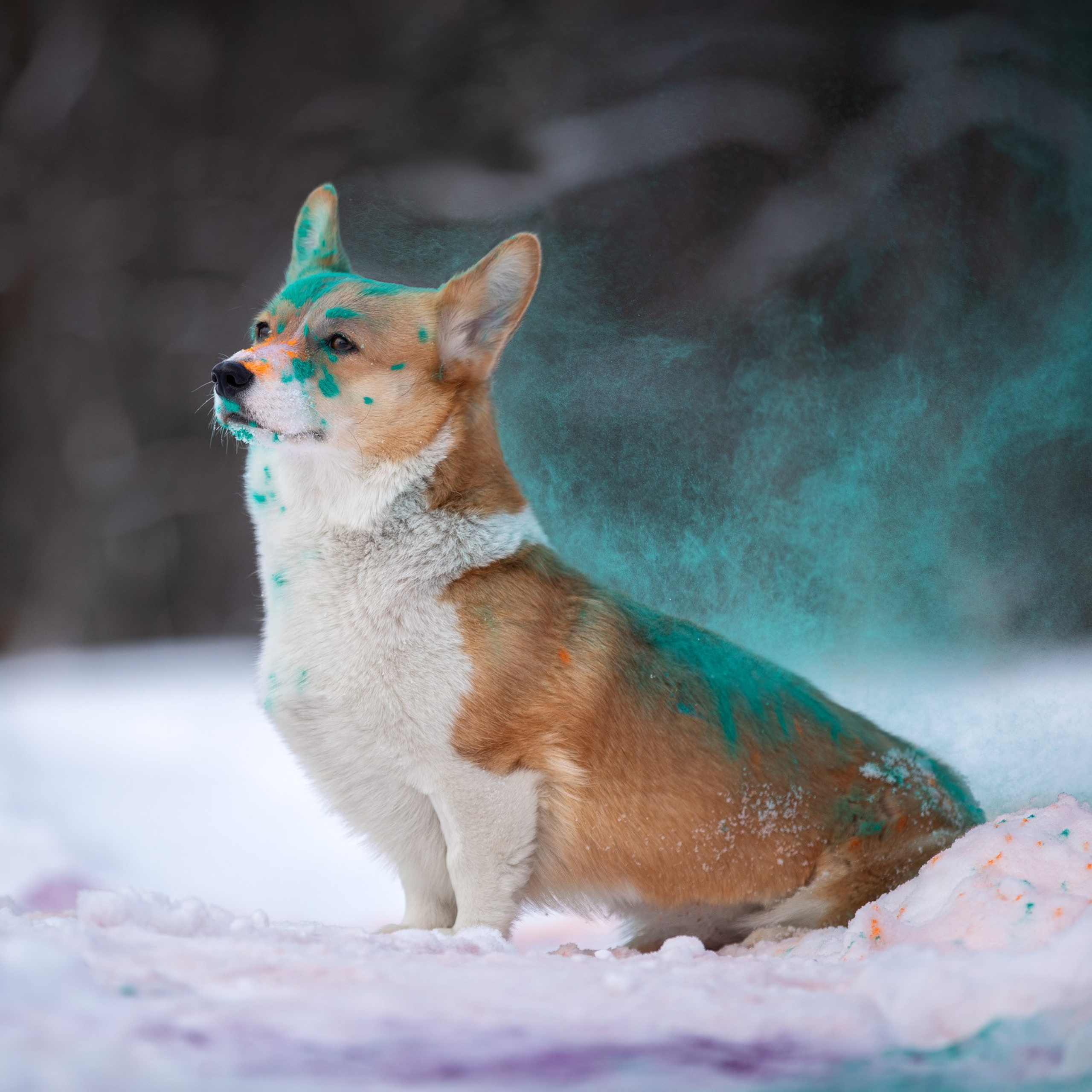 Нанси и краски холи