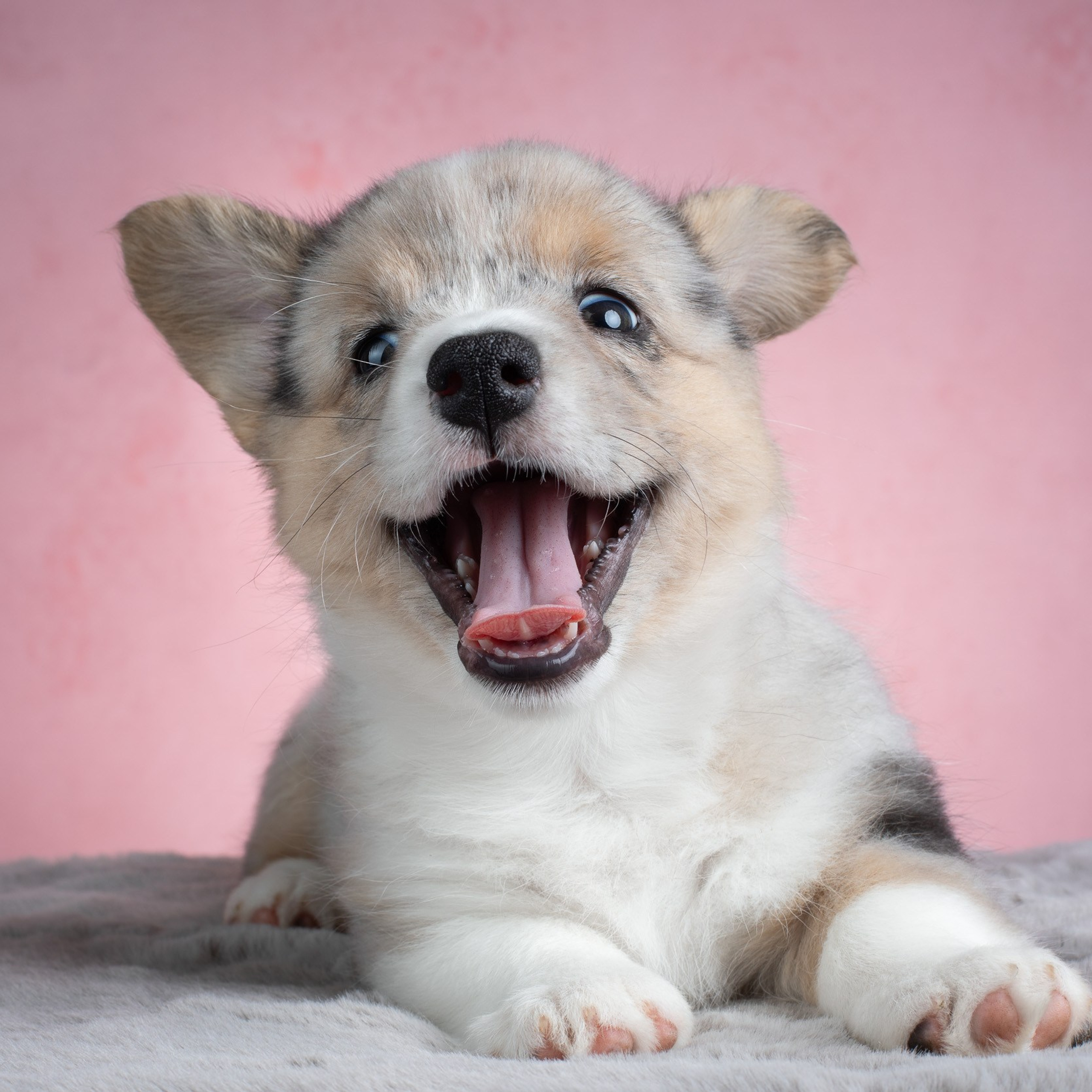 Очень розовая съемка для подросших кардиганов