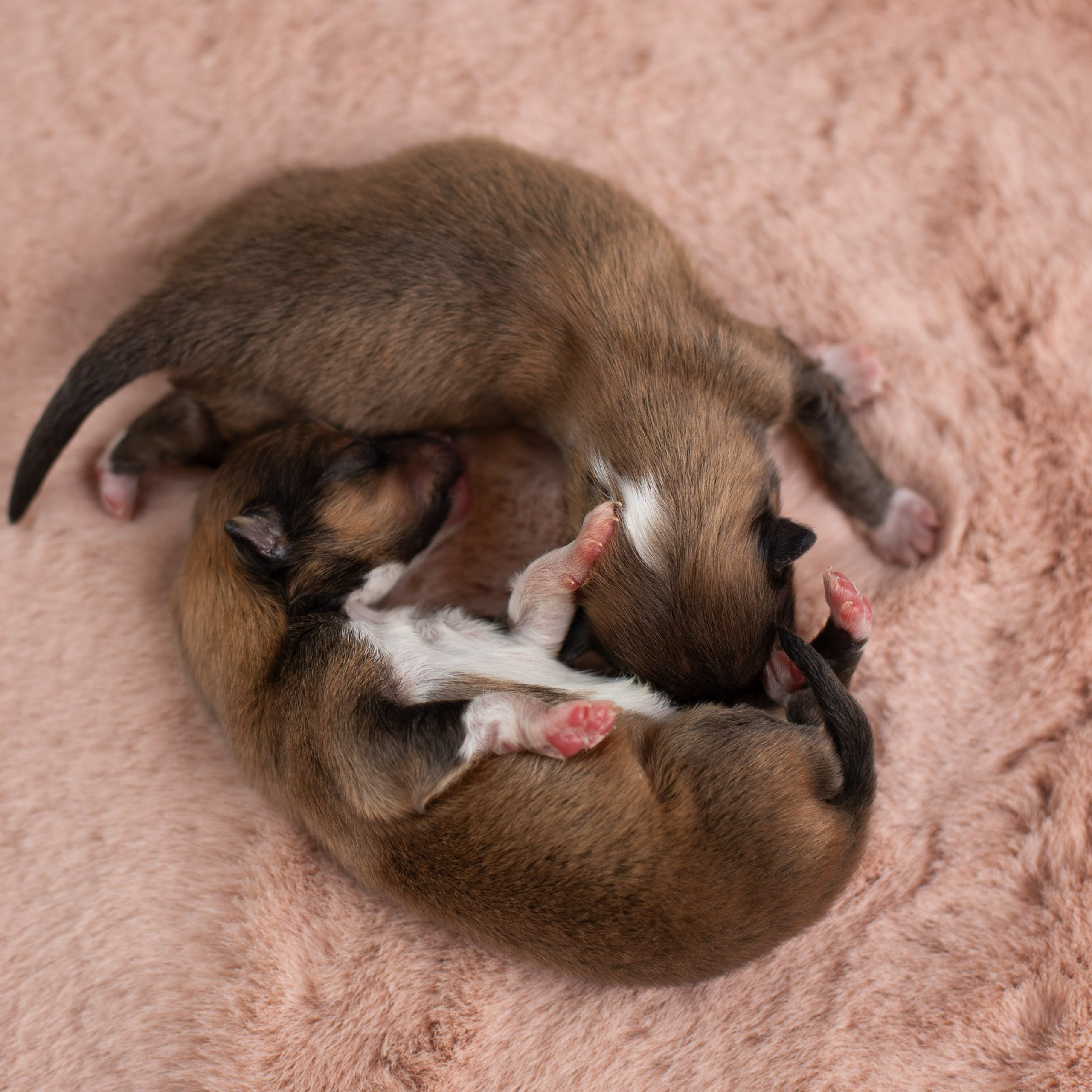 Новорожденные шелтята